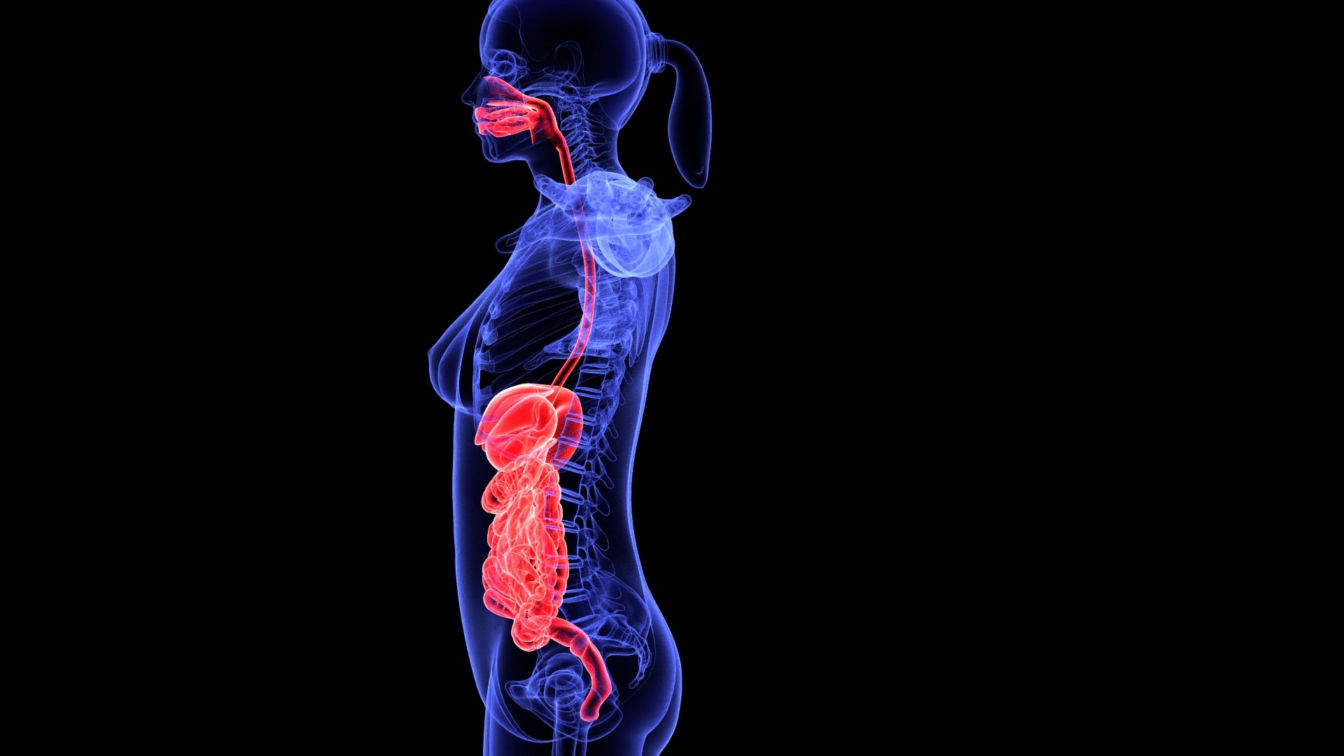 3D Complete Female Anatomy Blue and Orange Transparent 3D Model https://p.turbosquid.com/ts-thumb/6D/uXGYz1/3l/female_anatomy.186/jpg/1753805365/1920x1080/fit_q87/170febe2181b7c3cc2f2b831a1041915987072db/female_anatomy.186.jpg