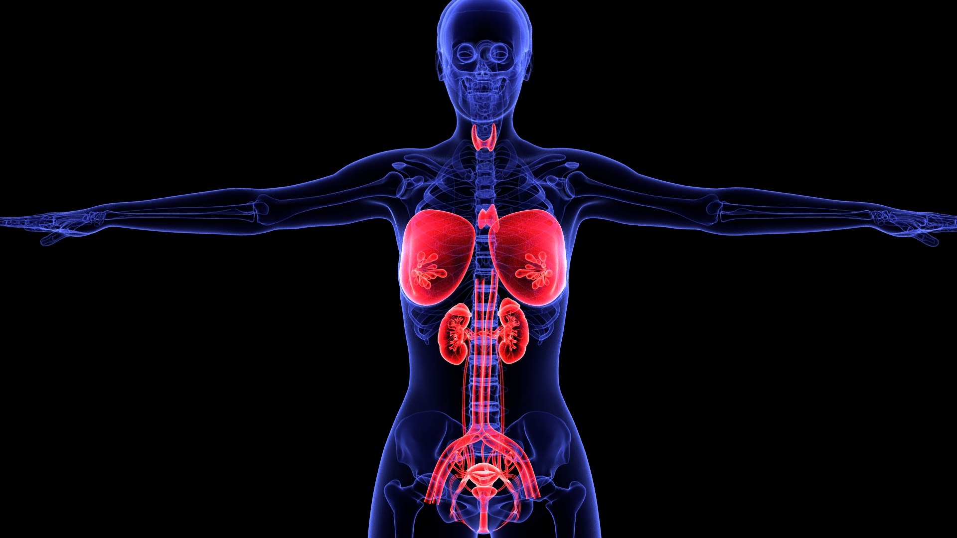3D Complete Female Anatomy Blue and Orange Transparent 3D Model https://p.turbosquid.com/ts-thumb/6D/uXGYz1/42/female_anatomy.207/jpg/1753805376/1920x1080/fit_q87/325b558f0c3c8ca2a9c1608c4026826895ea4543/female_anatomy.207.jpg
