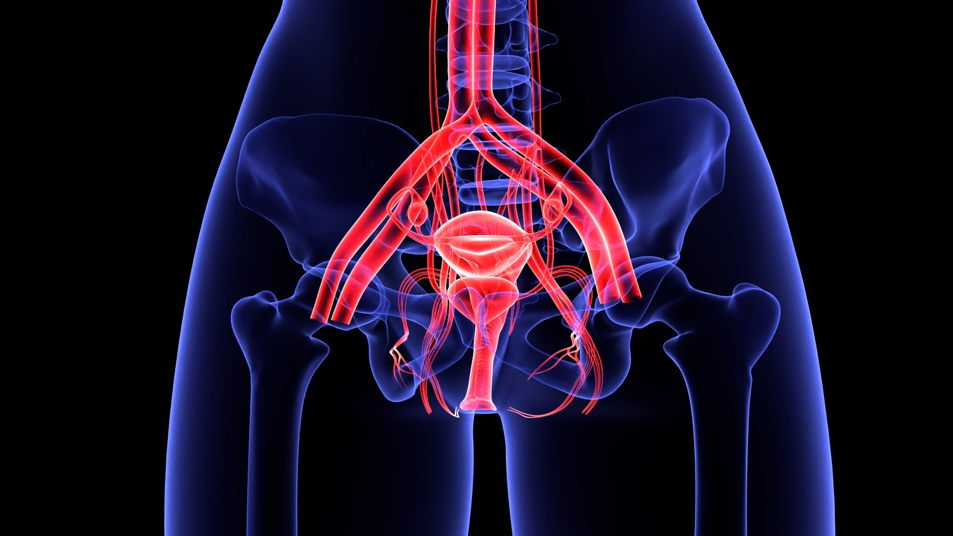 3D Complete Female Anatomy Blue and Orange Transparent 3D Model https://p.turbosquid.com/ts-thumb/6D/uXGYz1/7f/female_anatomy.209/jpg/1753805377/1920x1080/fit_q87/67da2f8ae1725e67ebb513aba80957ac3cf9a5ec/female_anatomy.209.jpg