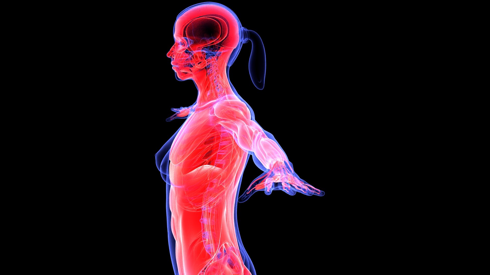 3D Complete Female Anatomy Blue and Orange Transparent 3D Model https://p.turbosquid.com/ts-thumb/6D/uXGYz1/8a/female_anatomy.177/jpg/1753805361/1920x1080/fit_q87/7059e003c2323bf489e7897741eb414a45902dee/female_anatomy.177.jpg