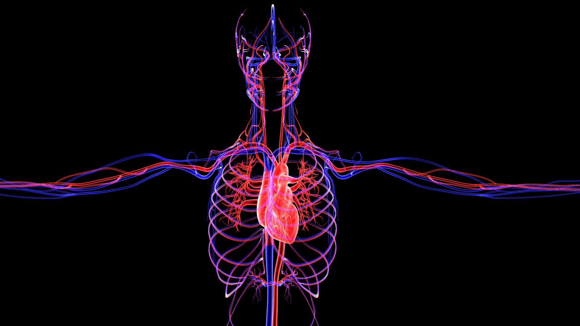 3D Complete Female Anatomy Blue and Orange Transparent 3D Model https://p.turbosquid.com/ts-thumb/6D/uXGYz1/8w/female_anatomy.182/jpg/1753805363/1920x1080/fit_q87/a3aa57a3a53f08bf840102b2c61d060132d610c2/female_anatomy.182.jpg