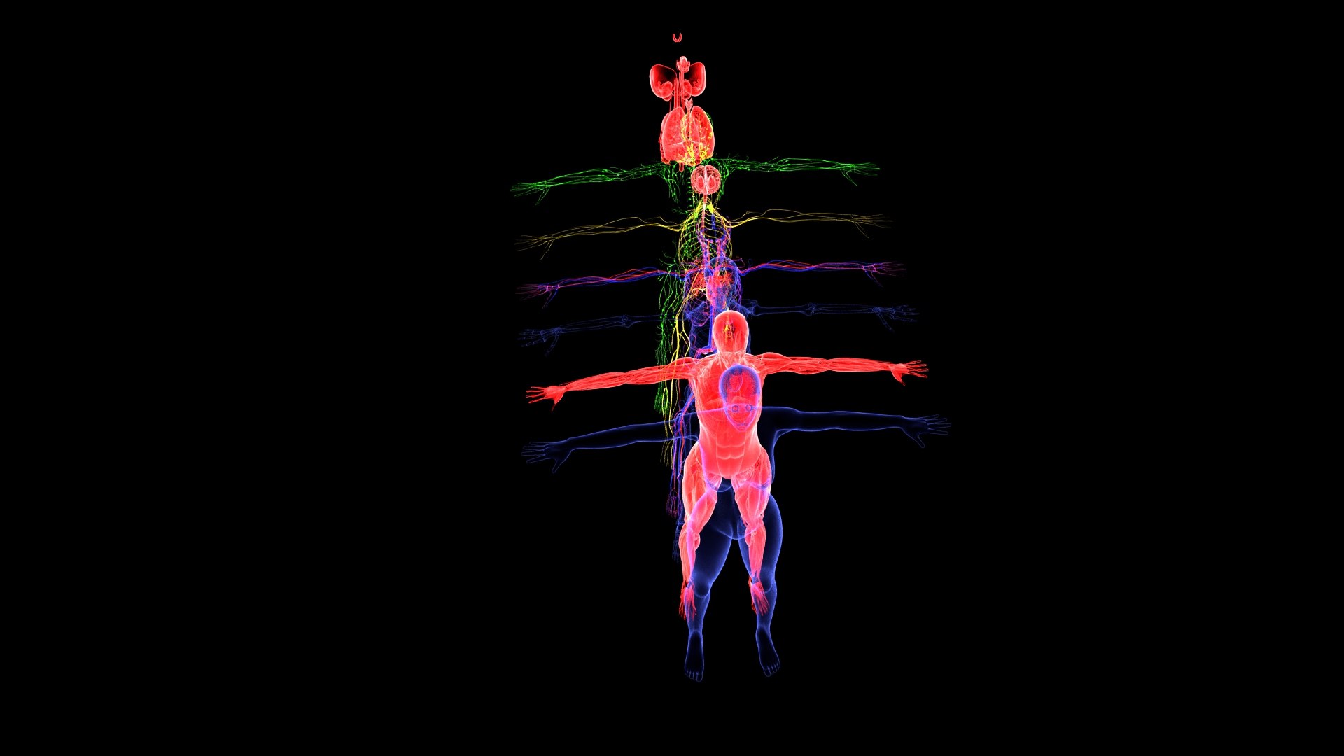 3D Complete Female Anatomy Blue and Orange Transparent 3D Model https://p.turbosquid.com/ts-thumb/6D/uXGYz1/96/007/jpg/1753805356/1920x1080/fit_q87/2a4e49a1ca0d273edc8f9122bfde069012956849/007.jpg