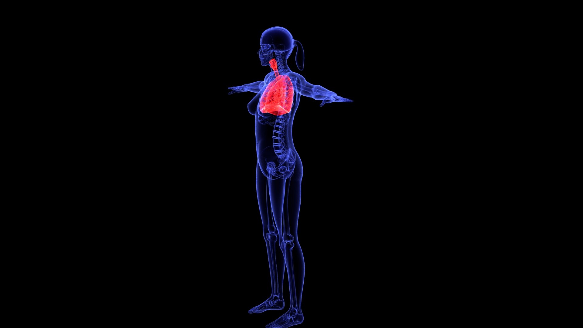 3D Complete Female Anatomy Blue and Orange Transparent 3D Model https://p.turbosquid.com/ts-thumb/6D/uXGYz1/9n/female_anatomy.202/jpg/1753805373/1920x1080/fit_q87/15fdb6ce5e6fe937c4bd6afbacb78a877b5e31f9/female_anatomy.202.jpg