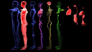 3D Complete Female Anatomy Blue and Orange Transparent 3D Model