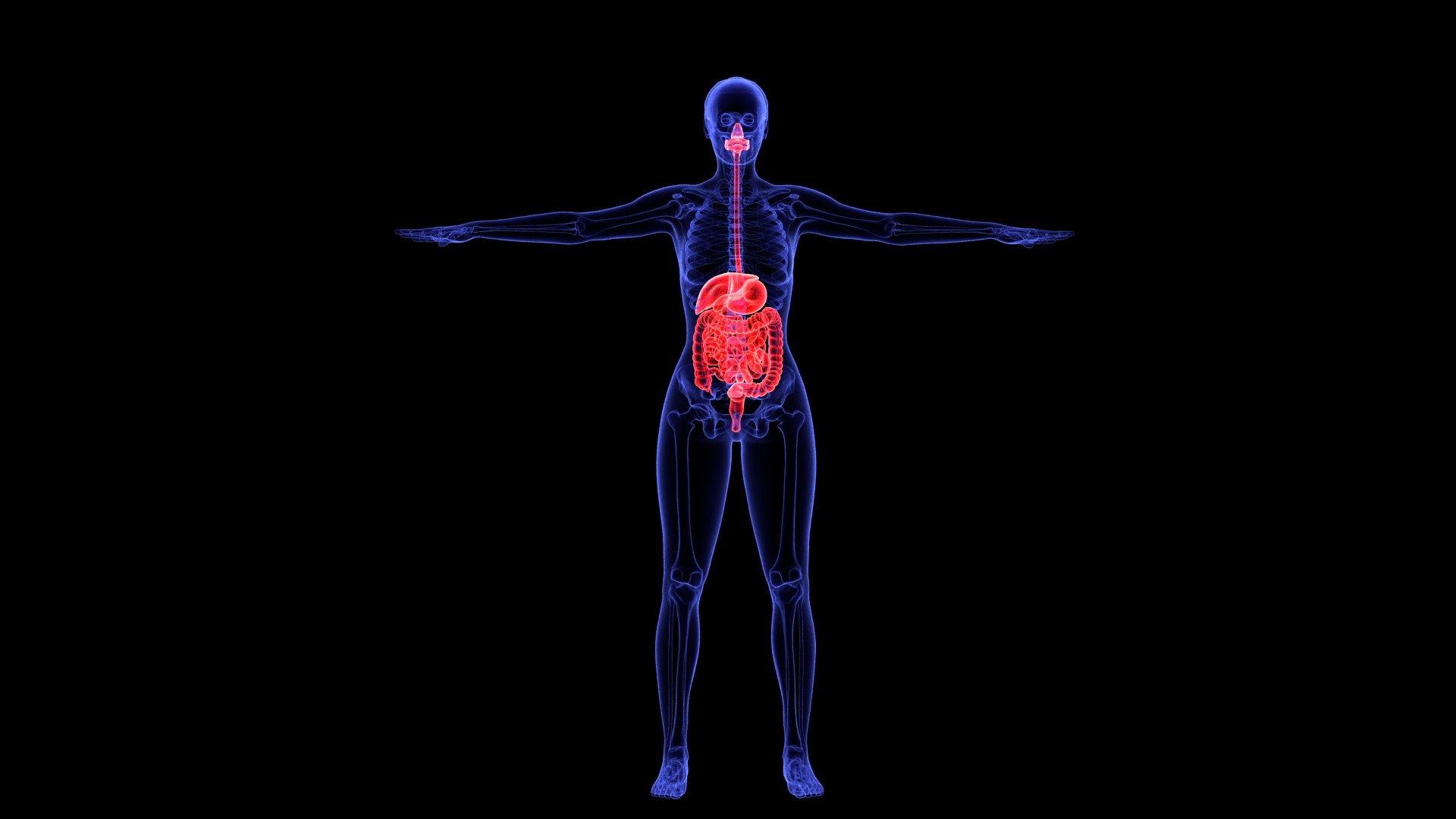 3D Complete Female Anatomy Blue and Orange Transparent 3D Model https://p.turbosquid.com/ts-thumb/6D/uXGYz1/Ce/female_anatomy.188/jpg/1753805366/1920x1080/fit_q87/2dca89ea661b19c293958d09ccafc2fd4a5694ed/female_anatomy.188.jpg