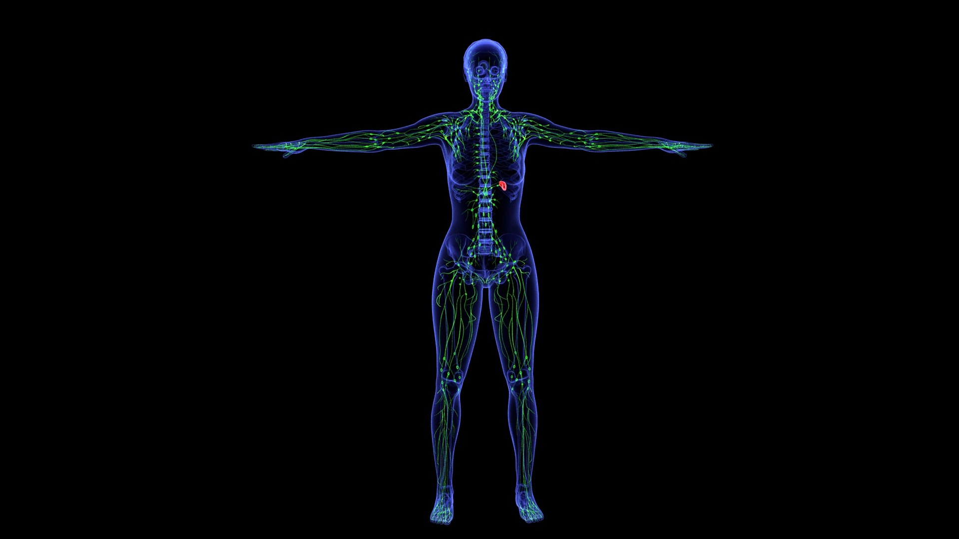 3D Complete Female Anatomy Blue and Orange Transparent 3D Model https://p.turbosquid.com/ts-thumb/6D/uXGYz1/DN/female_anatomy.221/jpg/1753805384/1920x1080/fit_q87/5694be48b752d8422a0d0c8b714690efcfc28920/female_anatomy.221.jpg