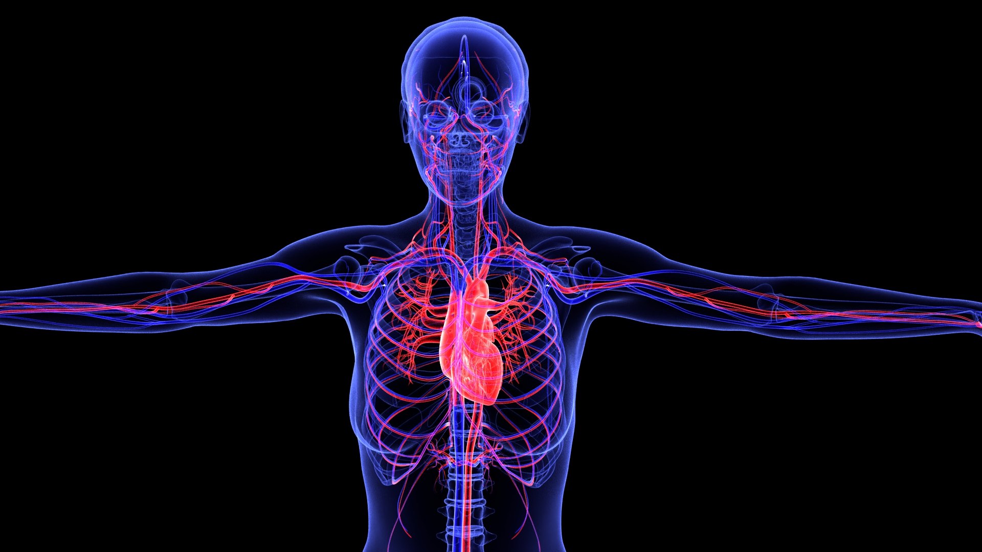 3D Complete Female Anatomy Blue and Orange Transparent 3D Model https://p.turbosquid.com/ts-thumb/6D/uXGYz1/F8/female_anatomy.180/jpg/1753805362/1920x1080/fit_q87/a9a4e2e54fe24515961d2a7cb0b3df4a77fe32ef/female_anatomy.180.jpg