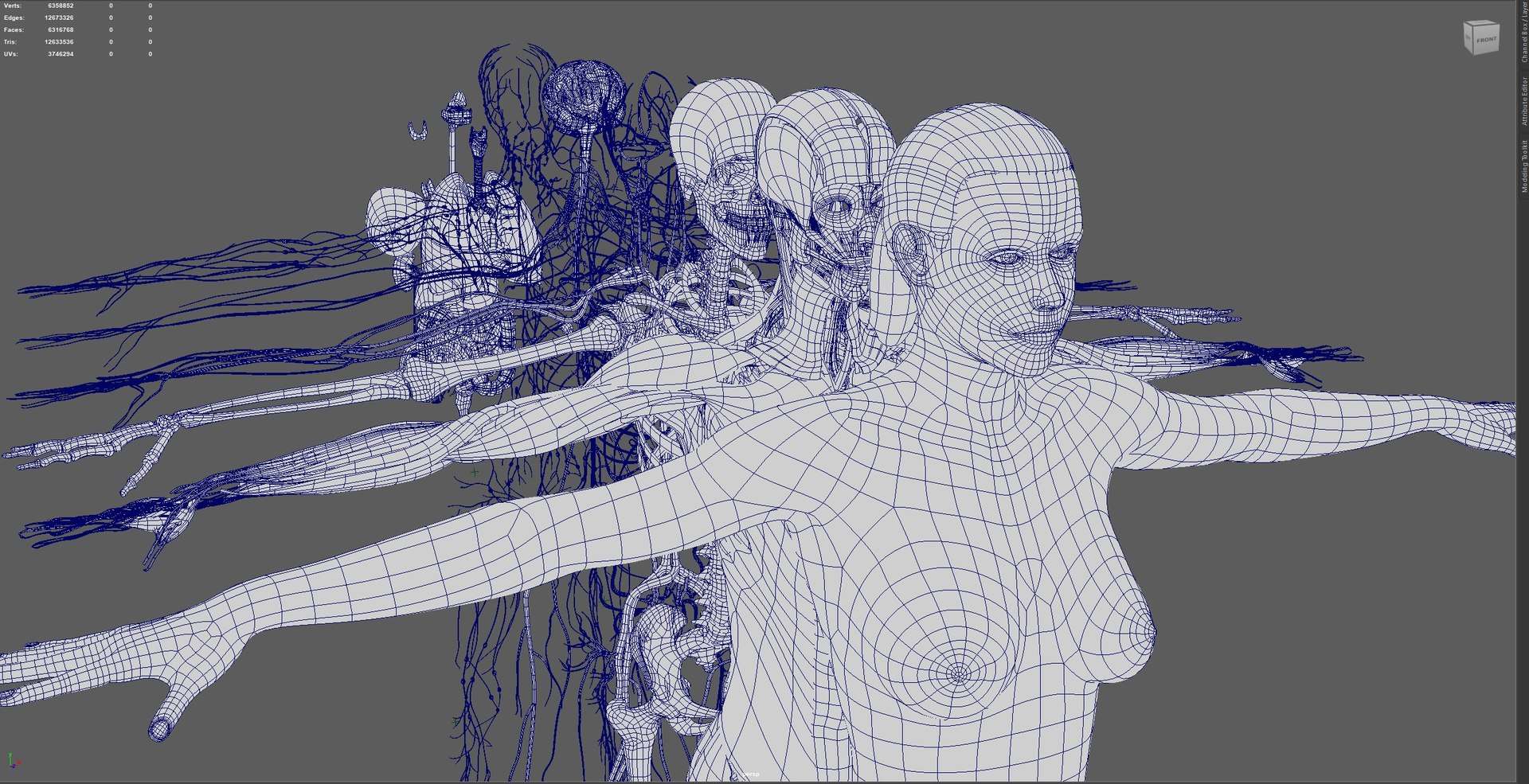 3D Complete Female Anatomy Blue and Orange Transparent 3D Model https://p.turbosquid.com/ts-thumb/6D/uXGYz1/Gm/8/jpg/1753805590/1920x1080/fit_q87/612ddc2fcd16ad5848cf31c2fc175d4f696758b1/8.jpg