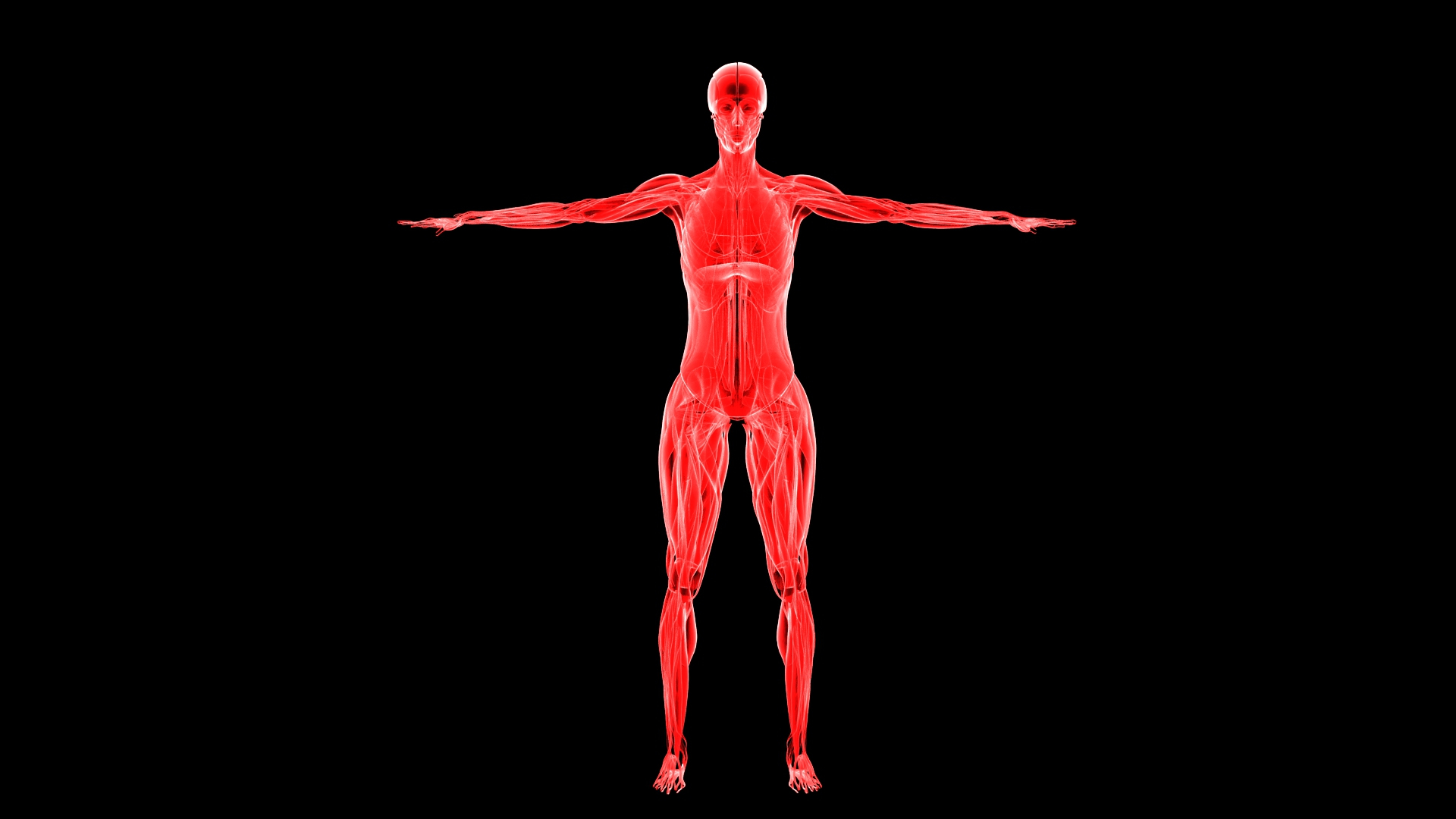 3D Complete Female Anatomy Blue and Orange Transparent 3D Model https://p.turbosquid.com/ts-thumb/6D/uXGYz1/Ig/female_muscular/jpg/1753805693/1920x1080/turn_fit_q99/23d1ae0f19214b6b93d788a6b0e18658bd902f8d/female_muscular-1.jpg