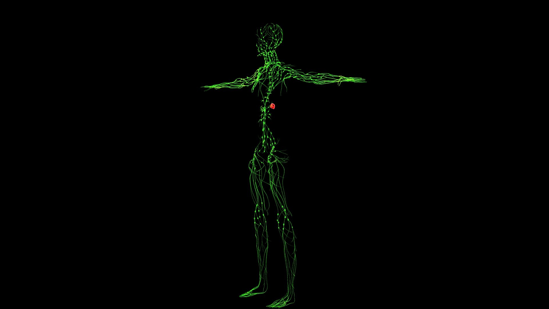 3D Complete Female Anatomy Blue and Orange Transparent 3D Model https://p.turbosquid.com/ts-thumb/6D/uXGYz1/Je/female_anatomy.223/jpg/1753805385/1920x1080/fit_q87/929a6718a41e9bc57bf5a03353818cf391217543/female_anatomy.223.jpg