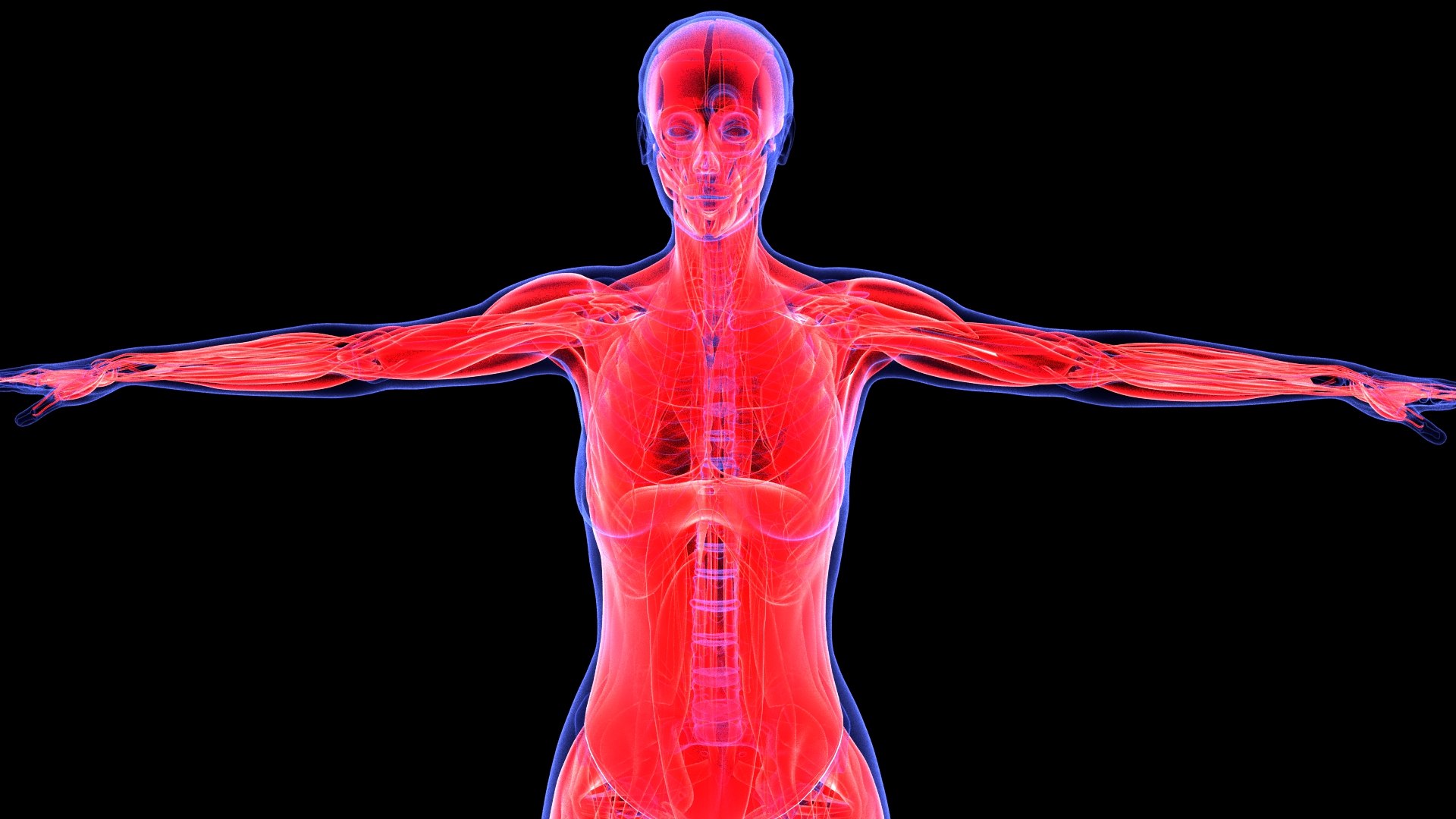 3D Complete Female Anatomy Blue and Orange Transparent 3D Model https://p.turbosquid.com/ts-thumb/6D/uXGYz1/Jf/female_anatomy.176/jpg/1753805360/1920x1080/fit_q87/588a670a63dfe7ccf3275f460a30931795dac6d6/female_anatomy.176.jpg