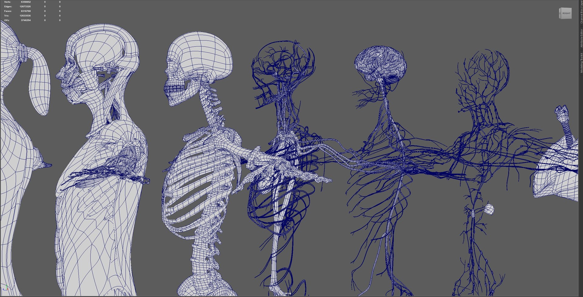 3D Complete Female Anatomy Blue and Orange Transparent 3D Model https://p.turbosquid.com/ts-thumb/6D/uXGYz1/M0/10/jpg/1753805591/1920x1080/fit_q87/93c374229f1fe46c45e35b88d1567a0473c04e83/10.jpg
