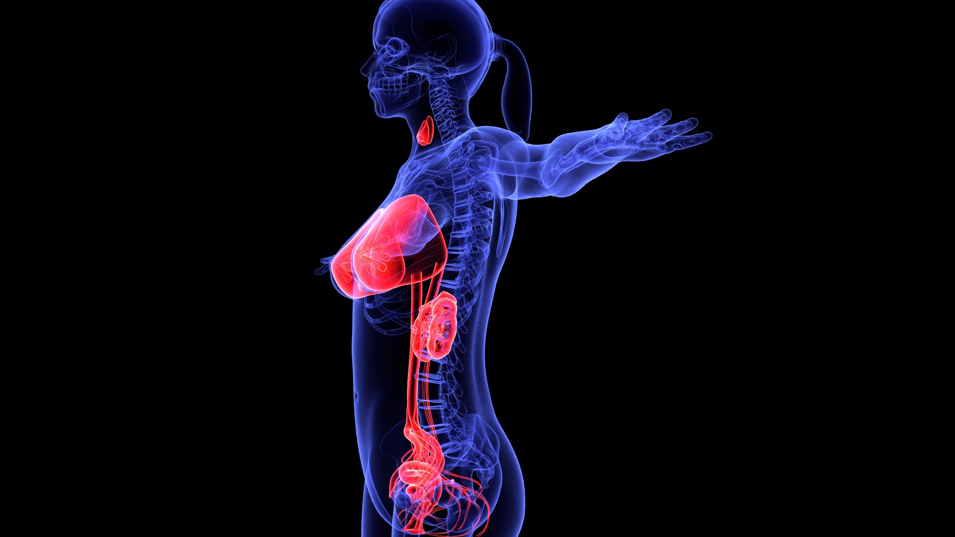 3D Complete Female Anatomy Blue and Orange Transparent 3D Model https://p.turbosquid.com/ts-thumb/6D/uXGYz1/MP/female_anatomy.208/jpg/1753805377/1920x1080/fit_q87/e7956a41e9285c9f4dc532189009f200dab09077/female_anatomy.208.jpg