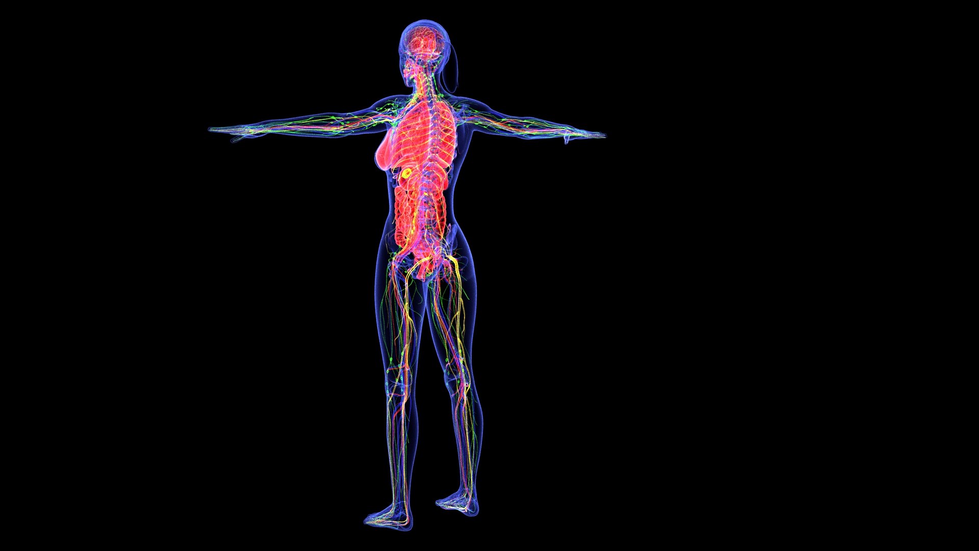 3D Complete Female Anatomy Blue and Orange Transparent 3D Model https://p.turbosquid.com/ts-thumb/6D/uXGYz1/OK/female_anatomy.164/jpg/1753805358/1920x1080/fit_q87/8454322e1823b04dcf297f6355d3480761a974a3/female_anatomy.164.jpg