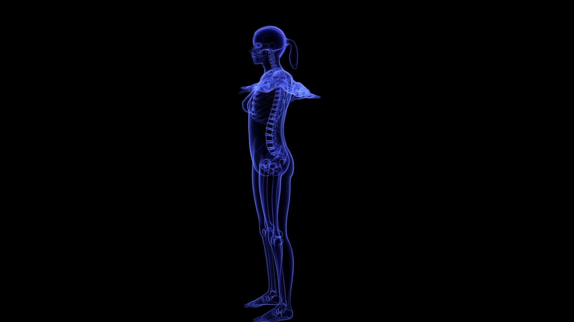 3D Complete Female Anatomy Blue and Orange Transparent 3D Model https://p.turbosquid.com/ts-thumb/6D/uXGYz1/Pr/female_anatomy.204/jpg/1753805374/1920x1080/fit_q87/cba12b2eaf9a439e5759c29d6e73deea9451e213/female_anatomy.204.jpg