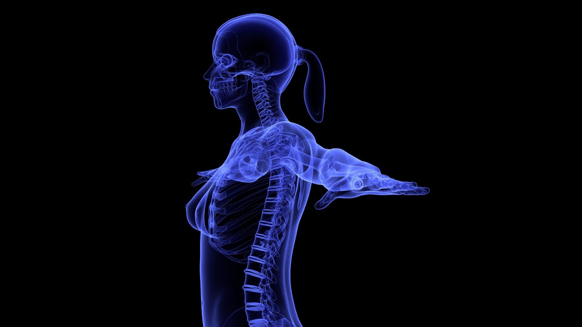 3D Complete Female Anatomy Blue and Orange Transparent 3D Model https://p.turbosquid.com/ts-thumb/6D/uXGYz1/Qg/female_anatomy.206/jpg/1753805375/1920x1080/fit_q87/65b4bc642d08d585c1940b8cf3d5b81202f2fbb9/female_anatomy.206.jpg
