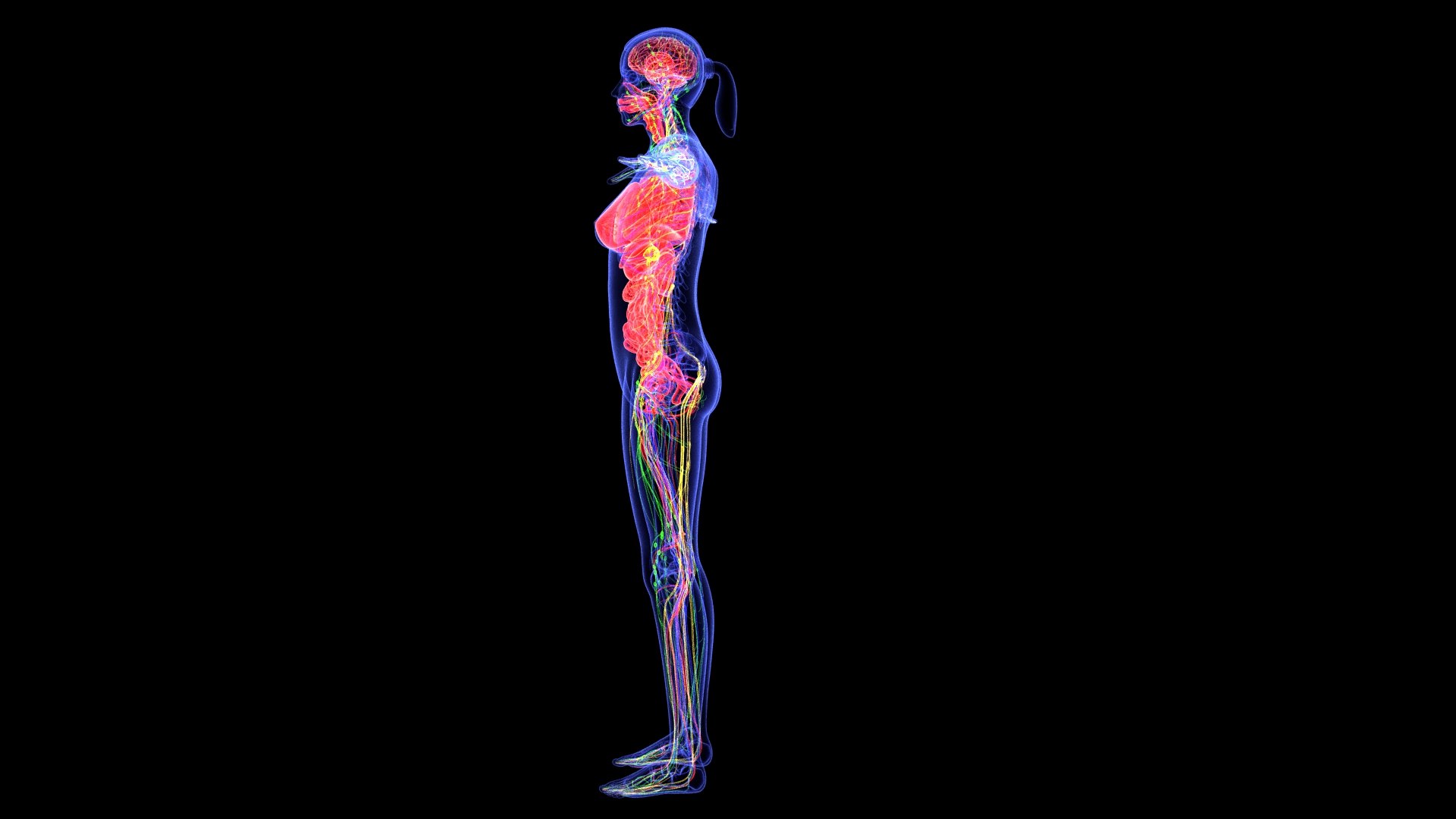 3D Complete Female Anatomy Blue and Orange Transparent 3D Model https://p.turbosquid.com/ts-thumb/6D/uXGYz1/T1/female_anatomy.163/jpg/1753805358/1920x1080/fit_q87/1ce53148ca34320bfe800bf8b04f042af6c4d9dc/female_anatomy.163.jpg