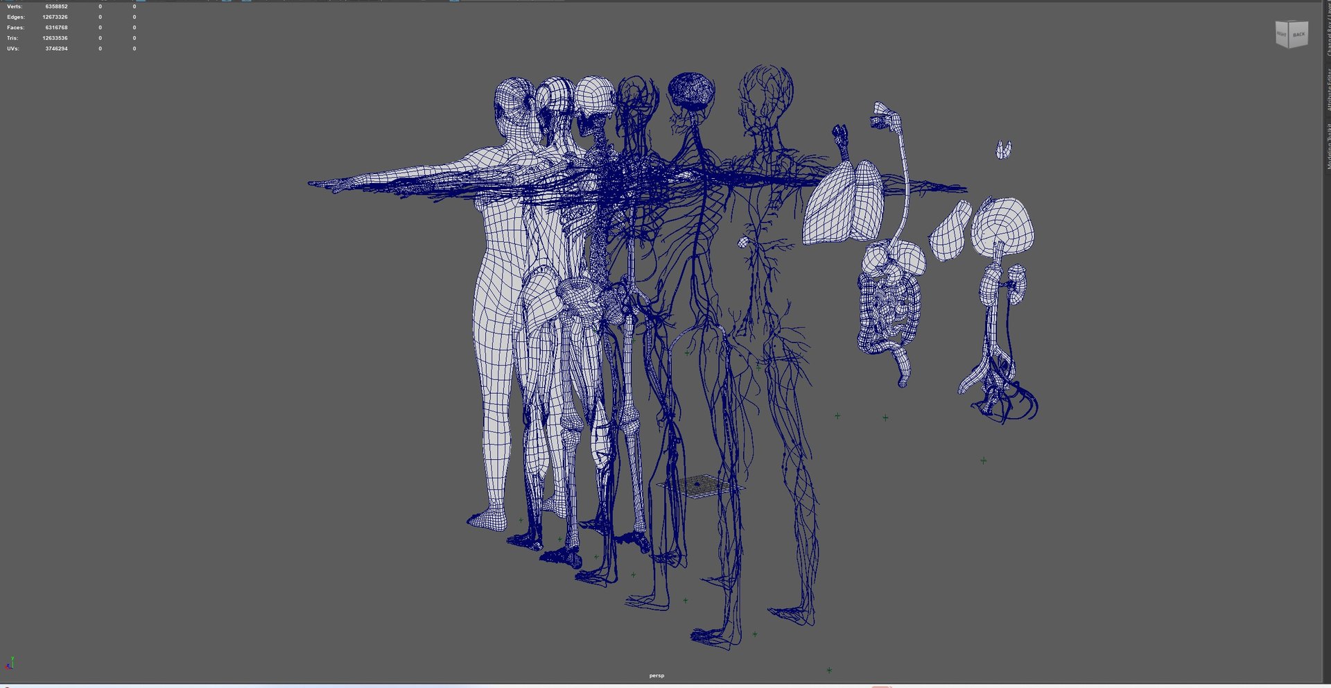 3D Complete Female Anatomy Blue and Orange Transparent 3D Model https://p.turbosquid.com/ts-thumb/6D/uXGYz1/Uk/6/jpg/1753805589/1920x1080/fit_q87/6103d02e7e741811ae0cba84bc616baea2af38ec/6.jpg