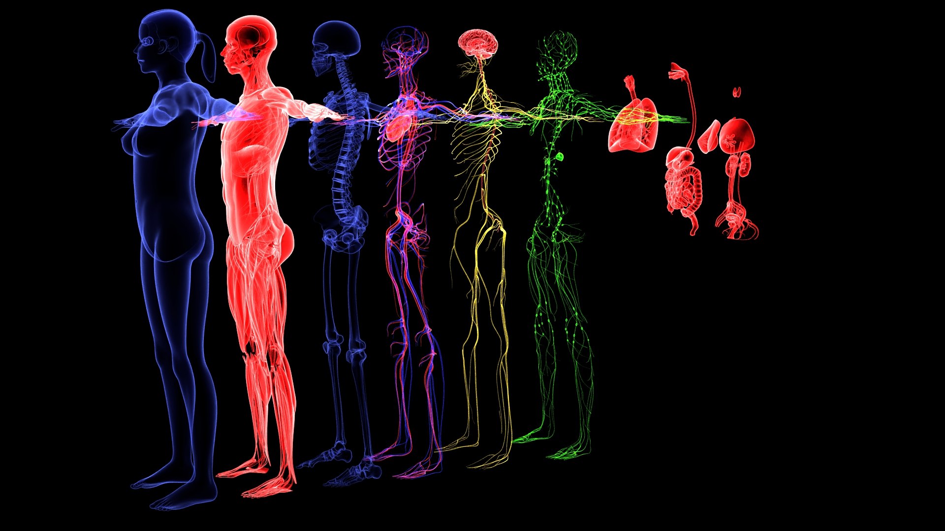 3D Complete Female Anatomy Blue and Orange Transparent 3D Model https://p.turbosquid.com/ts-thumb/6D/uXGYz1/VI/002/jpg/1753805354/1920x1080/fit_q87/42431b72a09ee14cd13cc4a652f221c54f8abd48/002.jpg