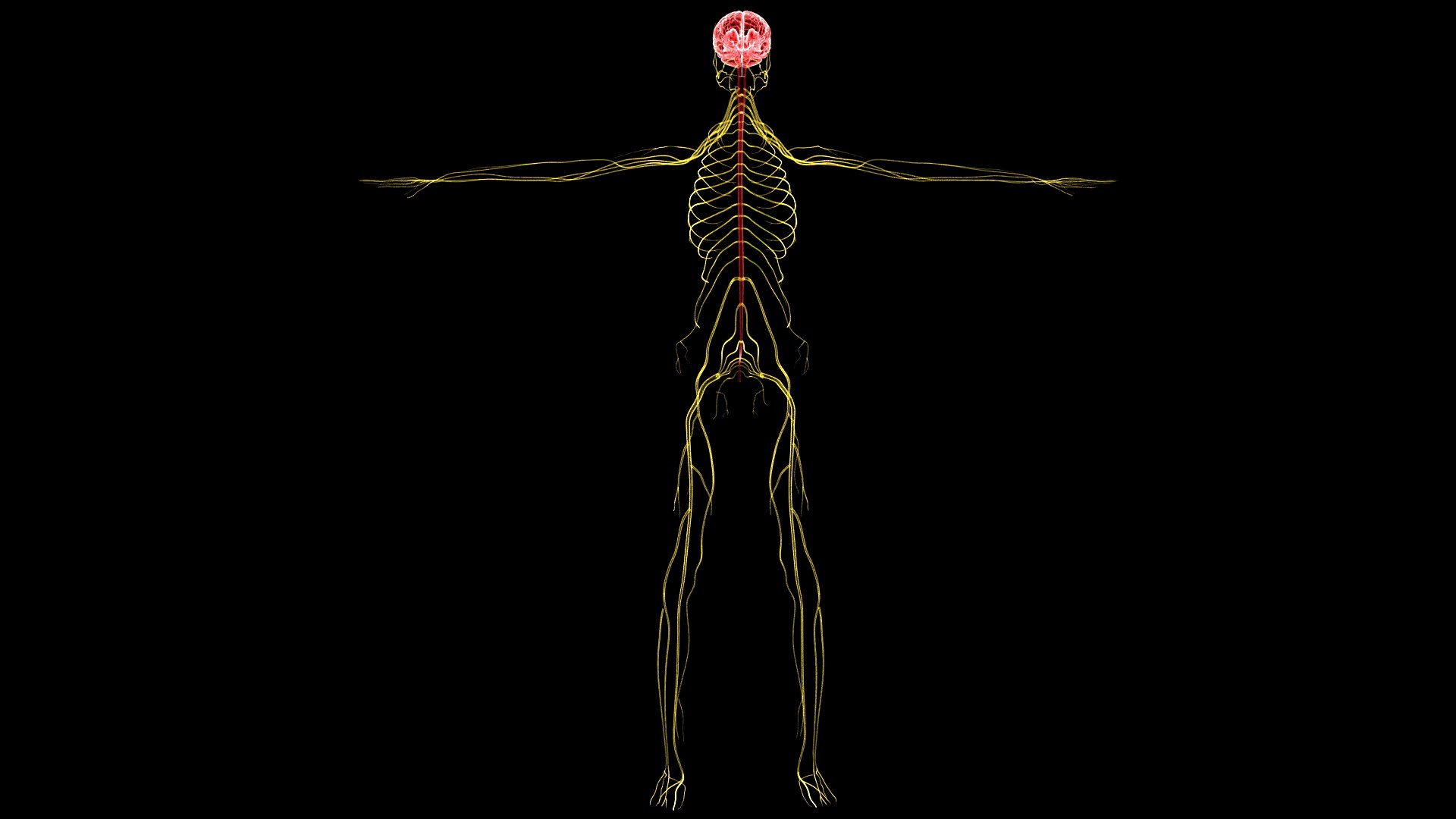 3D Complete Female Anatomy Blue and Orange Transparent 3D Model https://p.turbosquid.com/ts-thumb/6D/uXGYz1/bI/female_anatomy.195/jpg/1753805370/1920x1080/fit_q87/f65eec3743405367ed7f916bb177cbced8c77304/female_anatomy.195.jpg