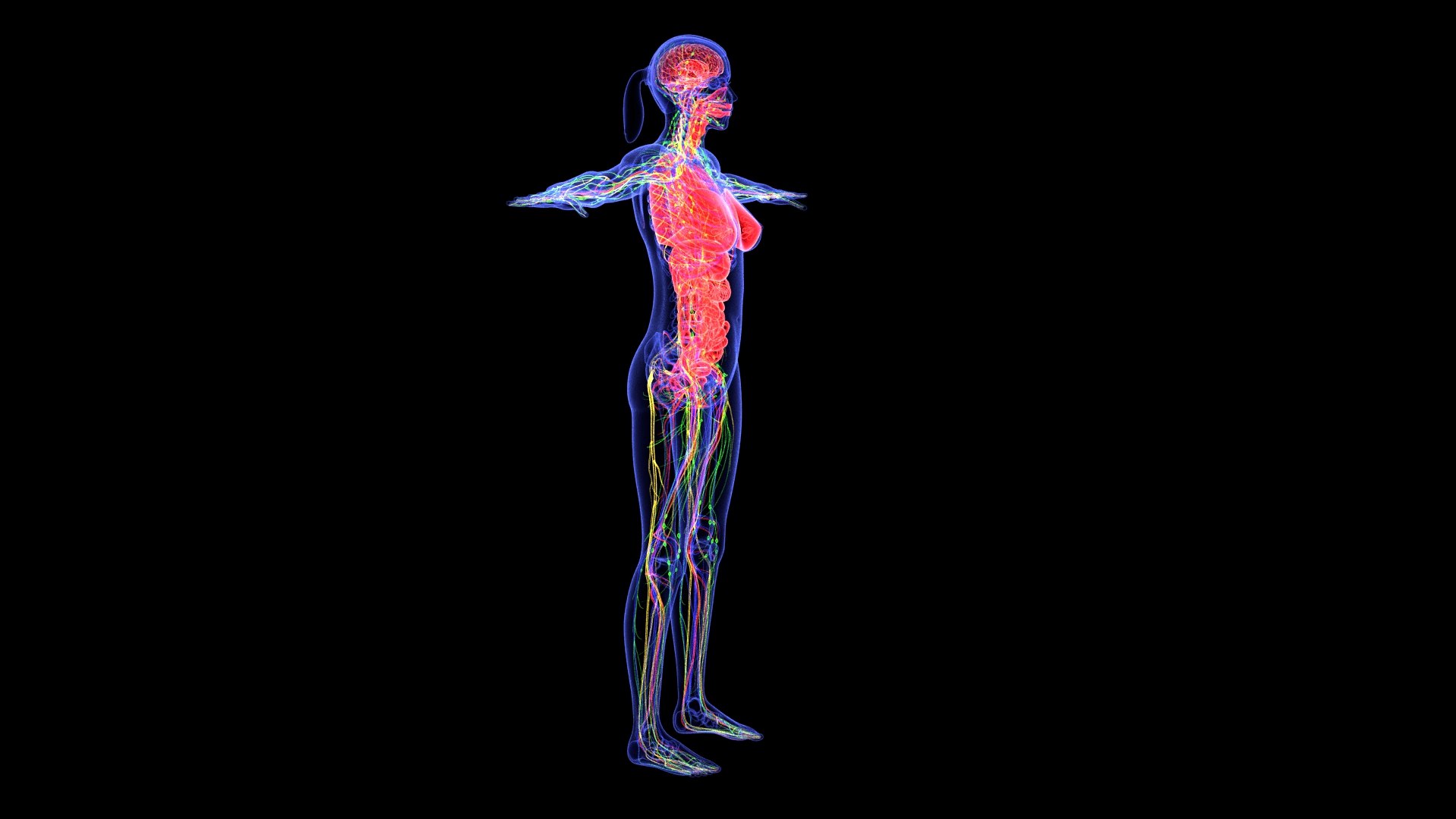 3D Complete Female Anatomy Blue and Orange Transparent 3D Model https://p.turbosquid.com/ts-thumb/6D/uXGYz1/bd/female_anatomy.166/jpg/1753805359/1920x1080/fit_q87/76c03fe0fc91b9370157341d8fb98813d357c104/female_anatomy.166.jpg