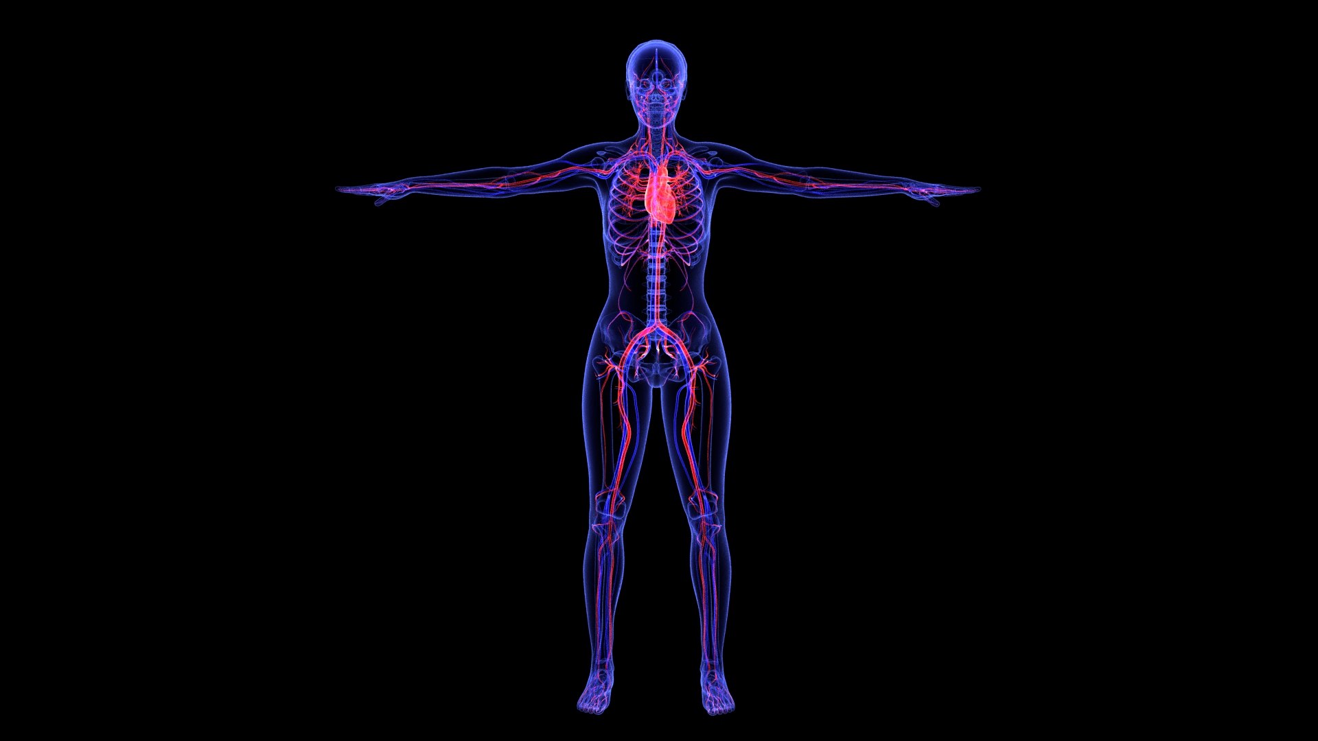 3D Complete Female Anatomy Blue and Orange Transparent 3D Model https://p.turbosquid.com/ts-thumb/6D/uXGYz1/cu/female_anatomy.178/jpg/1753805361/1920x1080/fit_q87/d1a9857c4034e4697f97bd1579419f595904a462/female_anatomy.178.jpg
