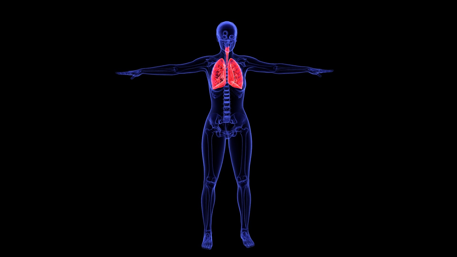 3D Complete Female Anatomy Blue and Orange Transparent 3D Model https://p.turbosquid.com/ts-thumb/6D/uXGYz1/dj/female_anatomy.201/jpg/1753805373/1920x1080/fit_q87/0507e2a93e4b70ea58baa6505b52b7e1f8e756c6/female_anatomy.201.jpg