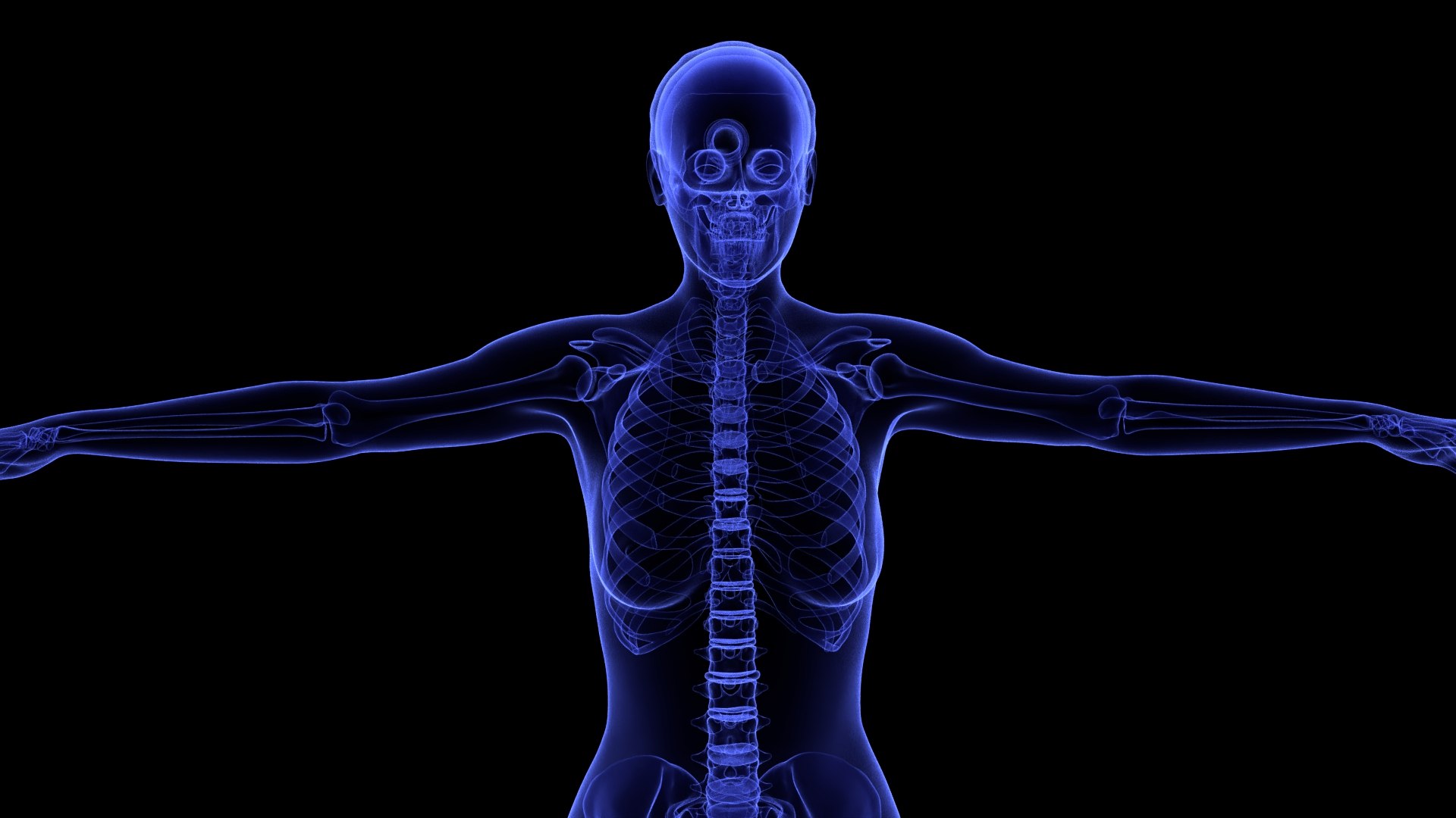 3D Complete Female Anatomy Blue and Orange Transparent 3D Model https://p.turbosquid.com/ts-thumb/6D/uXGYz1/e2/female_anatomy.205/jpg/1753805376/1920x1080/fit_q87/7a60cf87524fcd3f703fbdd15e665f8c4e3ecfd0/female_anatomy.205.jpg