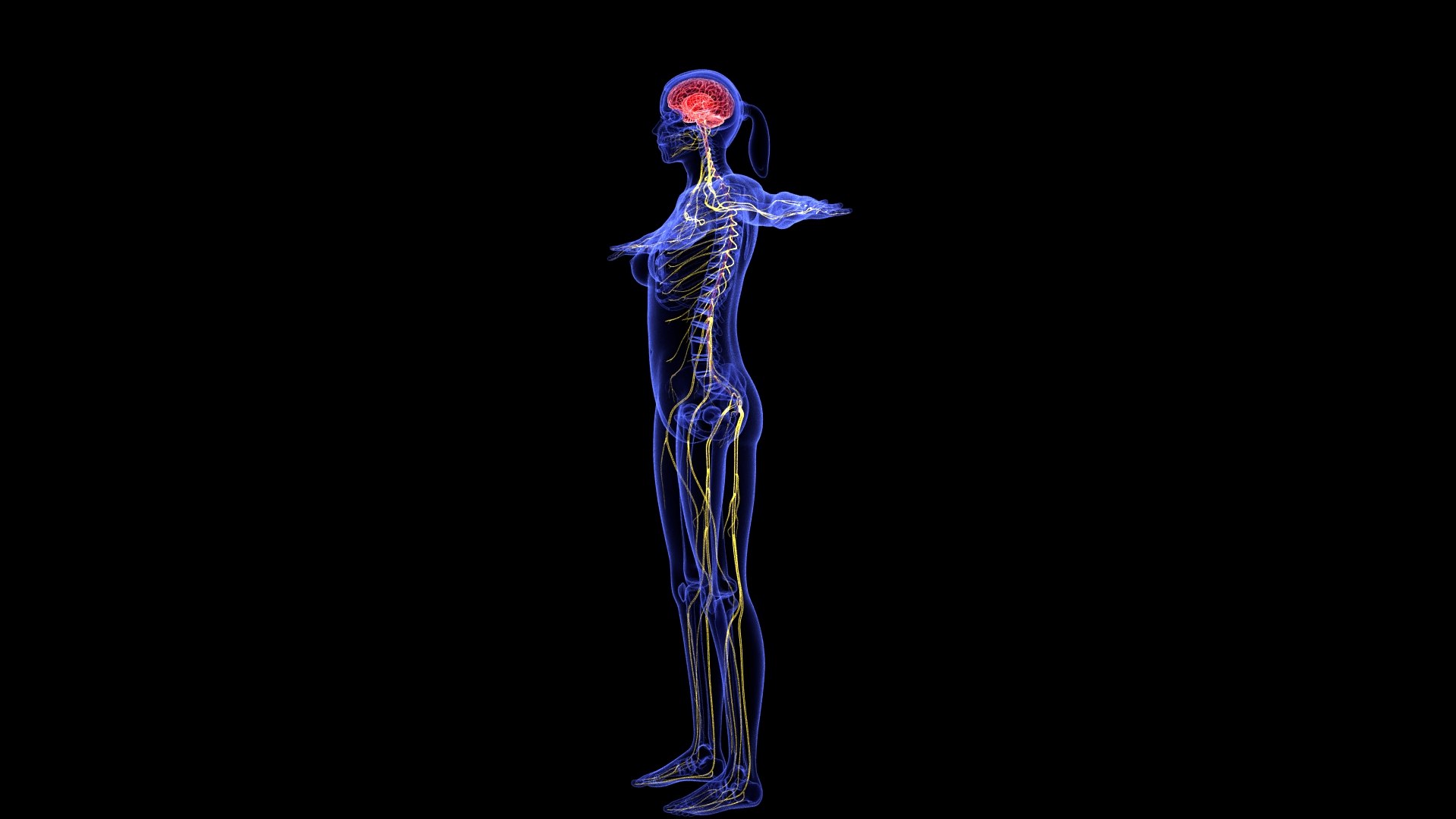 3D Complete Female Anatomy Blue and Orange Transparent 3D Model https://p.turbosquid.com/ts-thumb/6D/uXGYz1/ef/female_anatomy.190/jpg/1753805367/1920x1080/fit_q87/7e78d6609b1e4a21f4b1197c671c65cda182d55b/female_anatomy.190.jpg