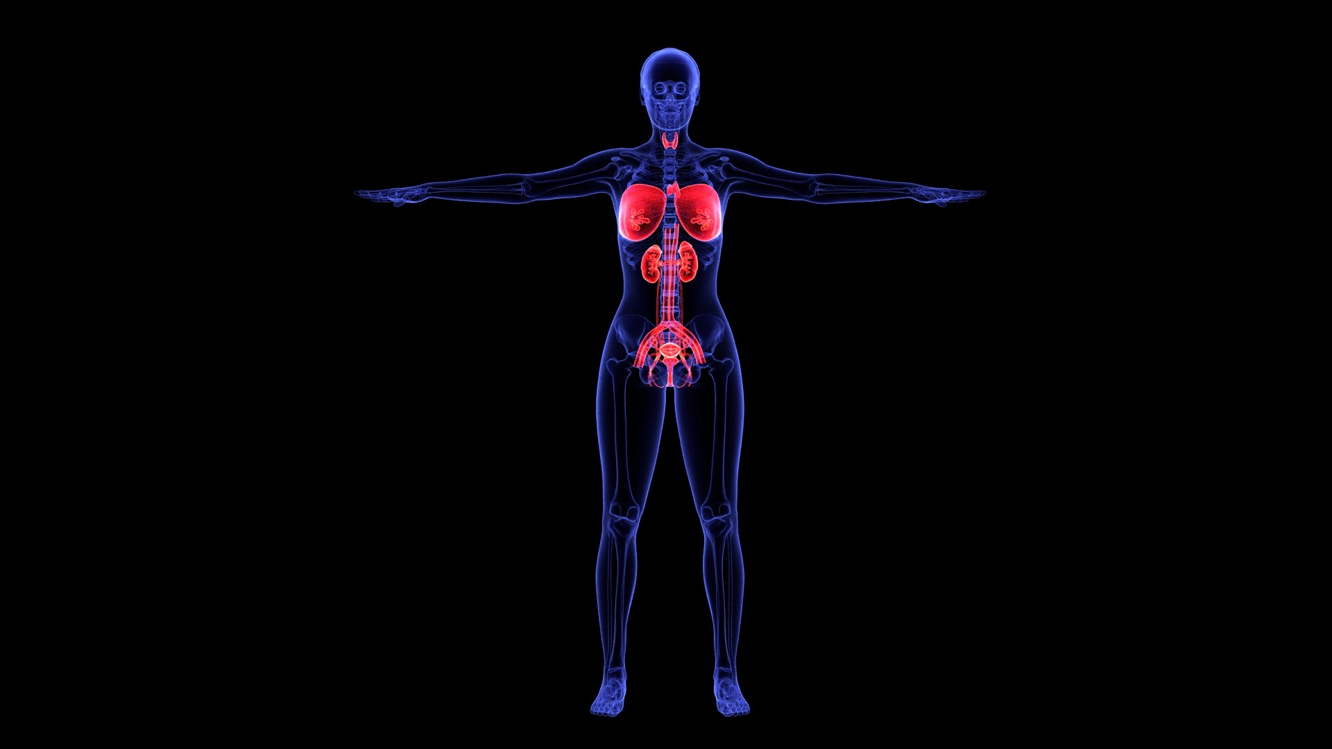 3D Complete Female Anatomy Blue and Orange Transparent 3D Model https://p.turbosquid.com/ts-thumb/6D/uXGYz1/fX/female_anatomy.211/jpg/1753805378/1920x1080/fit_q87/702b7c2f7d29b126a8148f4ebdb55246242870ce/female_anatomy.211.jpg