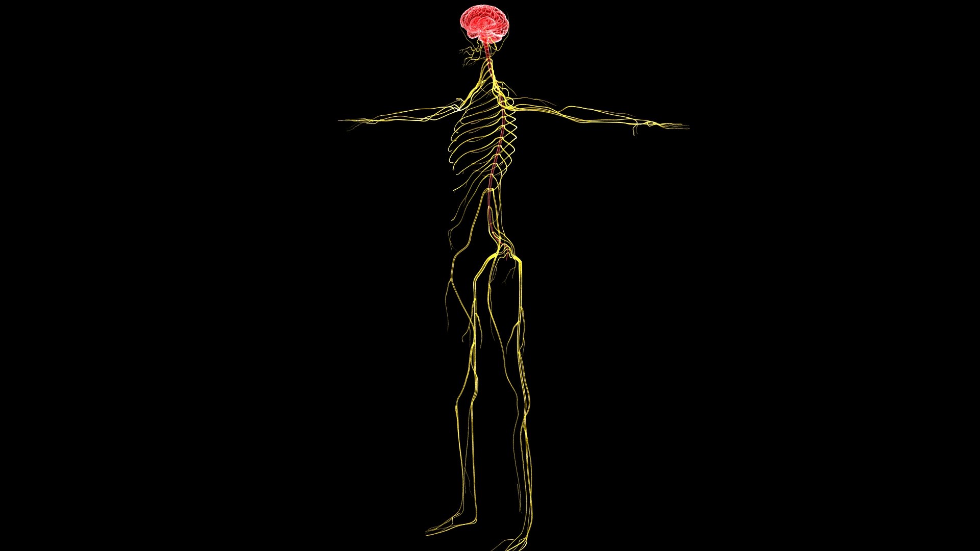 3D Complete Female Anatomy Blue and Orange Transparent 3D Model https://p.turbosquid.com/ts-thumb/6D/uXGYz1/h3/female_anatomy.196/jpg/1753805370/1920x1080/fit_q87/c3270a26bb8cb17ef08cafe0473af9840f46eae9/female_anatomy.196.jpg