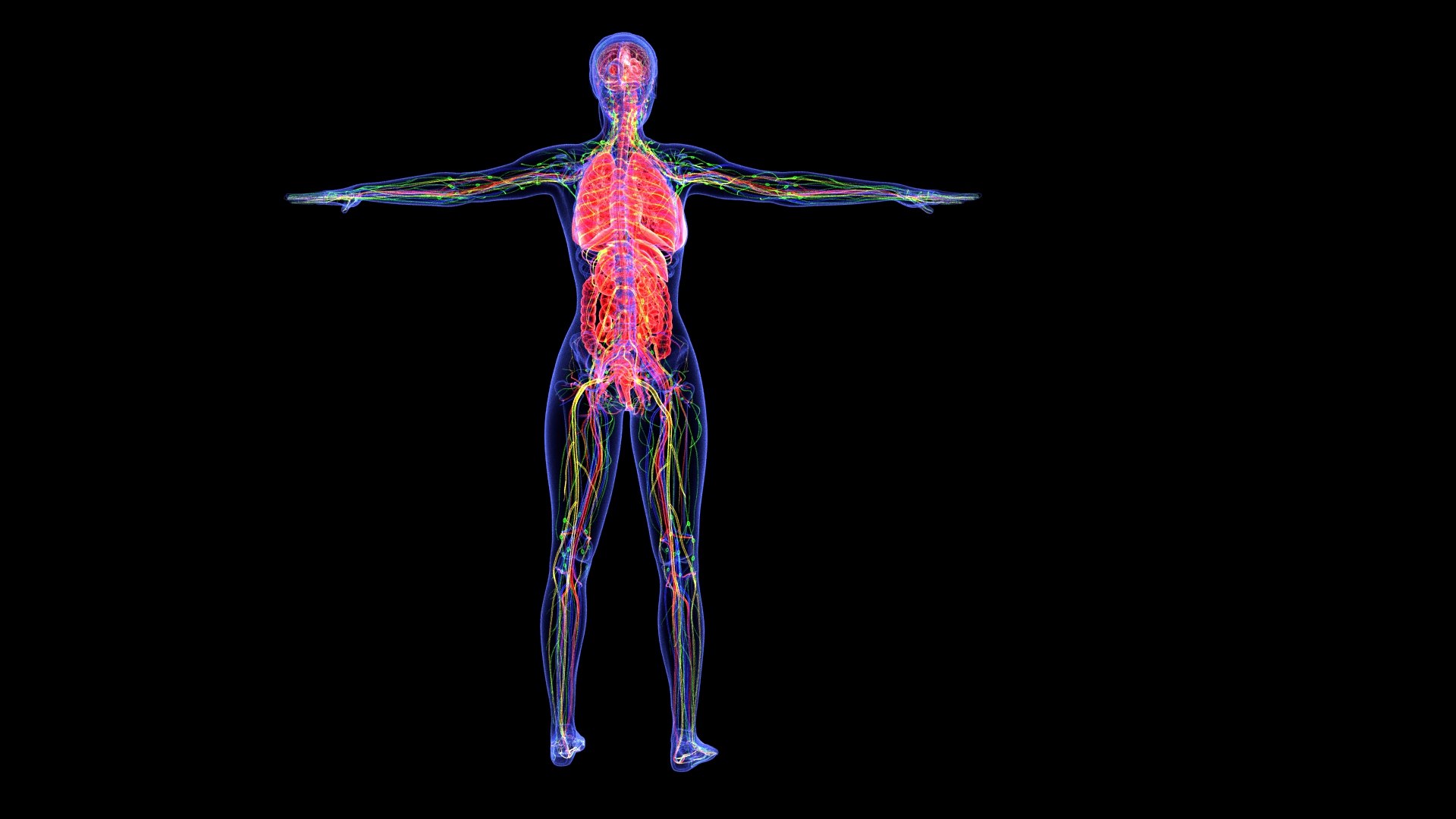3D Complete Female Anatomy Blue and Orange Transparent 3D Model https://p.turbosquid.com/ts-thumb/6D/uXGYz1/hD/female_anatomy.165/jpg/1753805359/1920x1080/fit_q87/a64b6ff6e24fda3dc42da6817ac1caf41297334a/female_anatomy.165.jpg
