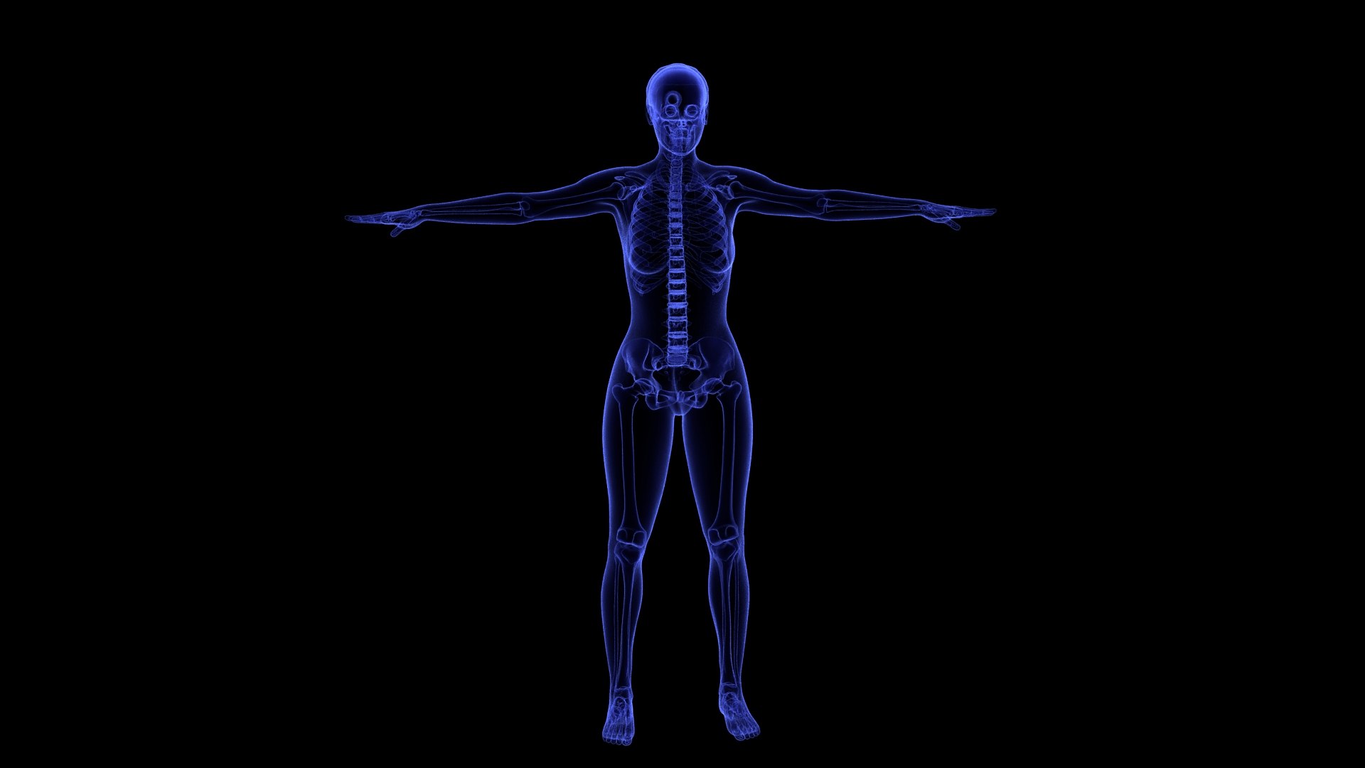 3D Complete Female Anatomy Blue and Orange Transparent 3D Model https://p.turbosquid.com/ts-thumb/6D/uXGYz1/hN/female_anatomy.203/jpg/1753805375/1920x1080/fit_q87/c2f2d4a449314bac77dee312ba61d0b499a0330f/female_anatomy.203.jpg