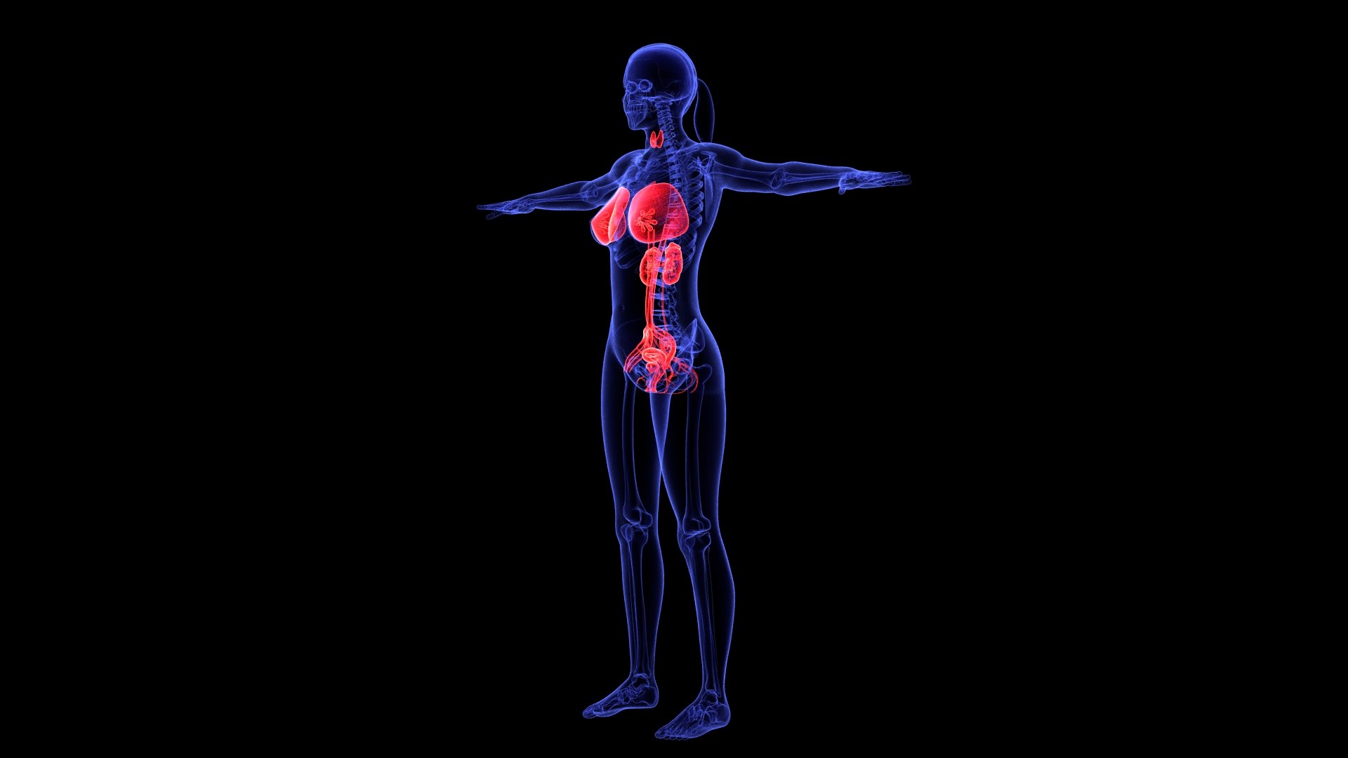 3D Complete Female Anatomy Blue and Orange Transparent 3D Model https://p.turbosquid.com/ts-thumb/6D/uXGYz1/jE/female_anatomy.212/jpg/1753805379/1920x1080/fit_q87/d160a588a001608e8225ec875107bb4534074e1e/female_anatomy.212.jpg