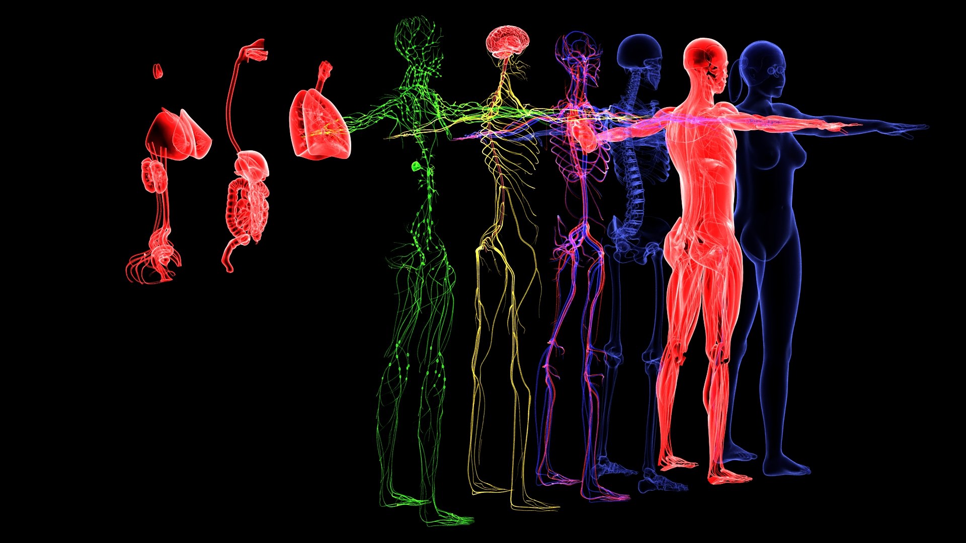 3D Complete Female Anatomy Blue and Orange Transparent 3D Model https://p.turbosquid.com/ts-thumb/6D/uXGYz1/kN/004/jpg/1753805355/1920x1080/fit_q87/83beea50008ce6a5c5ff950a8ba30c35910bbae7/004.jpg