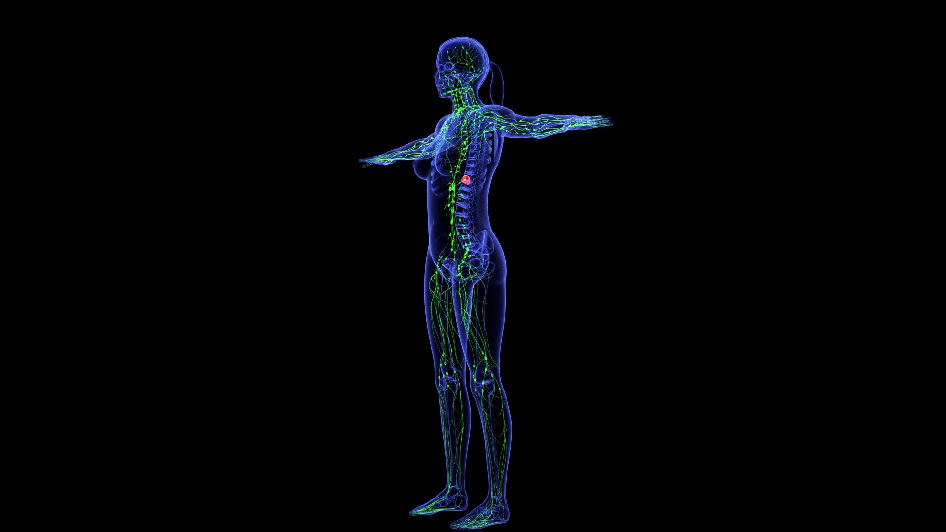3D Complete Female Anatomy Blue and Orange Transparent 3D Model https://p.turbosquid.com/ts-thumb/6D/uXGYz1/lI/female_anatomy.220/jpg/1753805384/1920x1080/fit_q87/bab7e85246211b9436551686efa674854b1a4441/female_anatomy.220.jpg