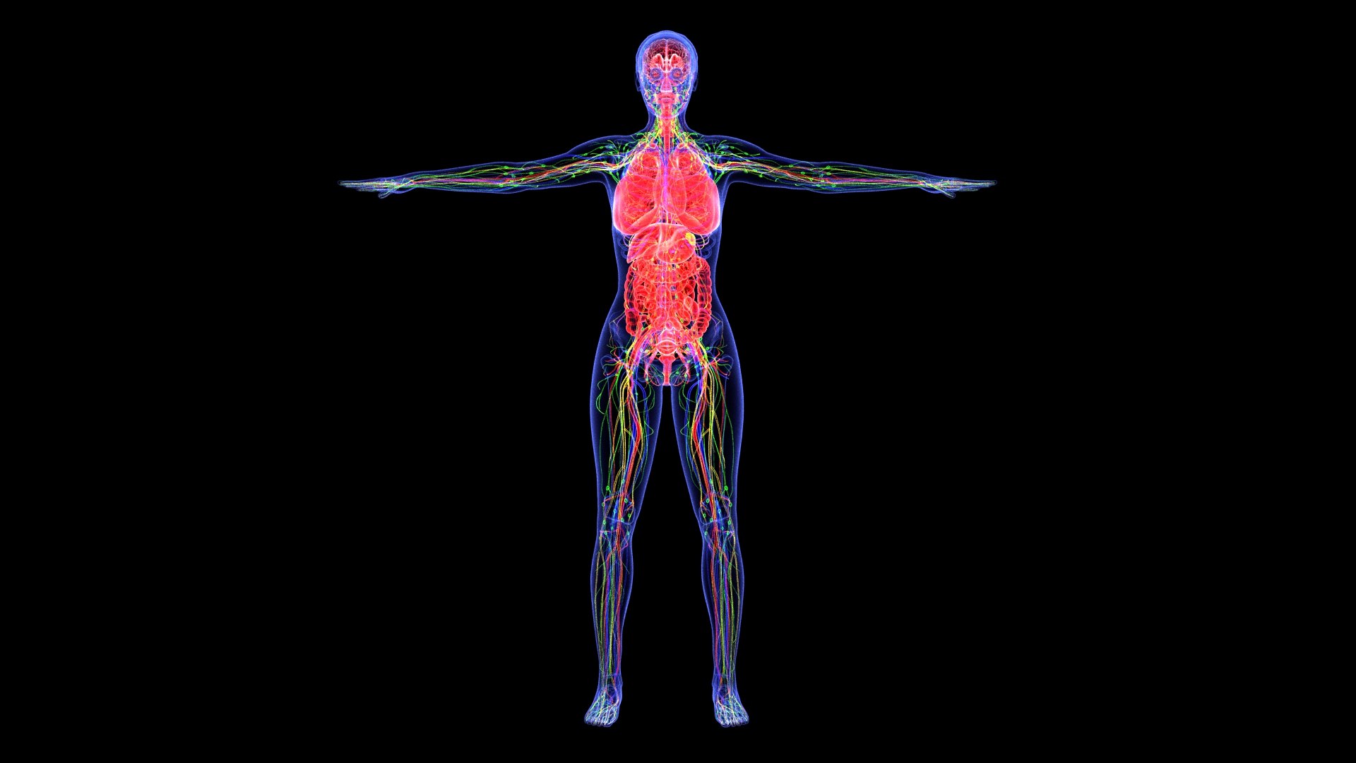 3D Complete Female Anatomy Blue and Orange Transparent 3D Model https://p.turbosquid.com/ts-thumb/6D/uXGYz1/lZ/female_anatomy.162/jpg/1753805358/1920x1080/fit_q87/3db4208da8d346f82399b53fca3e8f06de6425d5/female_anatomy.162.jpg