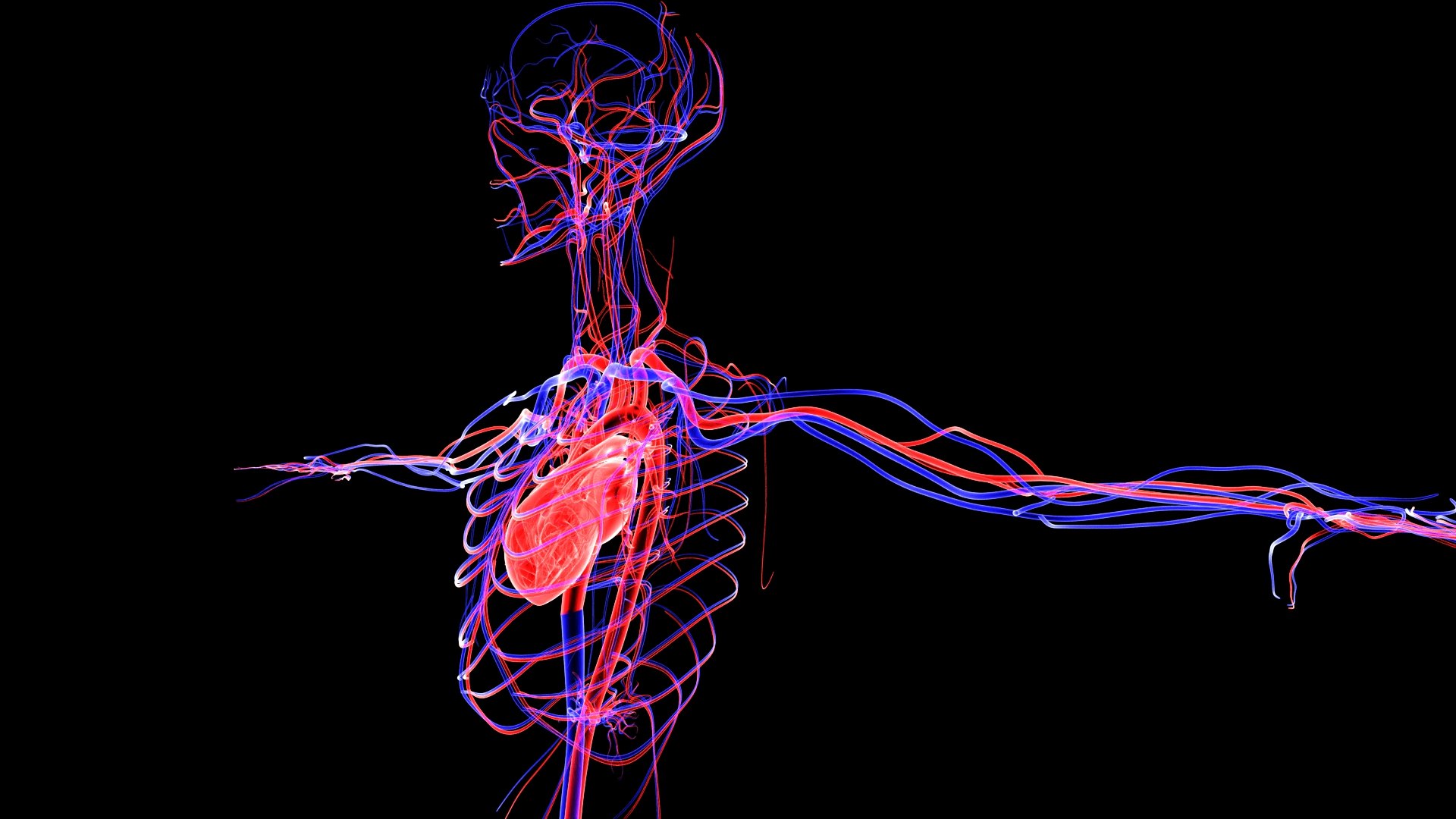 3D Complete Female Anatomy Blue and Orange Transparent 3D Model https://p.turbosquid.com/ts-thumb/6D/uXGYz1/mI/female_anatomy.183/jpg/1753805364/1920x1080/fit_q87/7f2f98f76c0c7300335e25a750ab7e95353182f8/female_anatomy.183.jpg