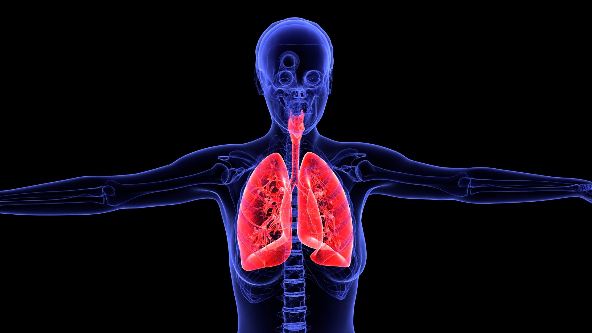 3D Complete Female Anatomy Blue and Orange Transparent 3D Model https://p.turbosquid.com/ts-thumb/6D/uXGYz1/mx/female_anatomy.200/jpg/1753805372/1920x1080/fit_q87/a7f33cdc289c0d6a9c18a4a5fba37b22dee6e6c0/female_anatomy.200.jpg