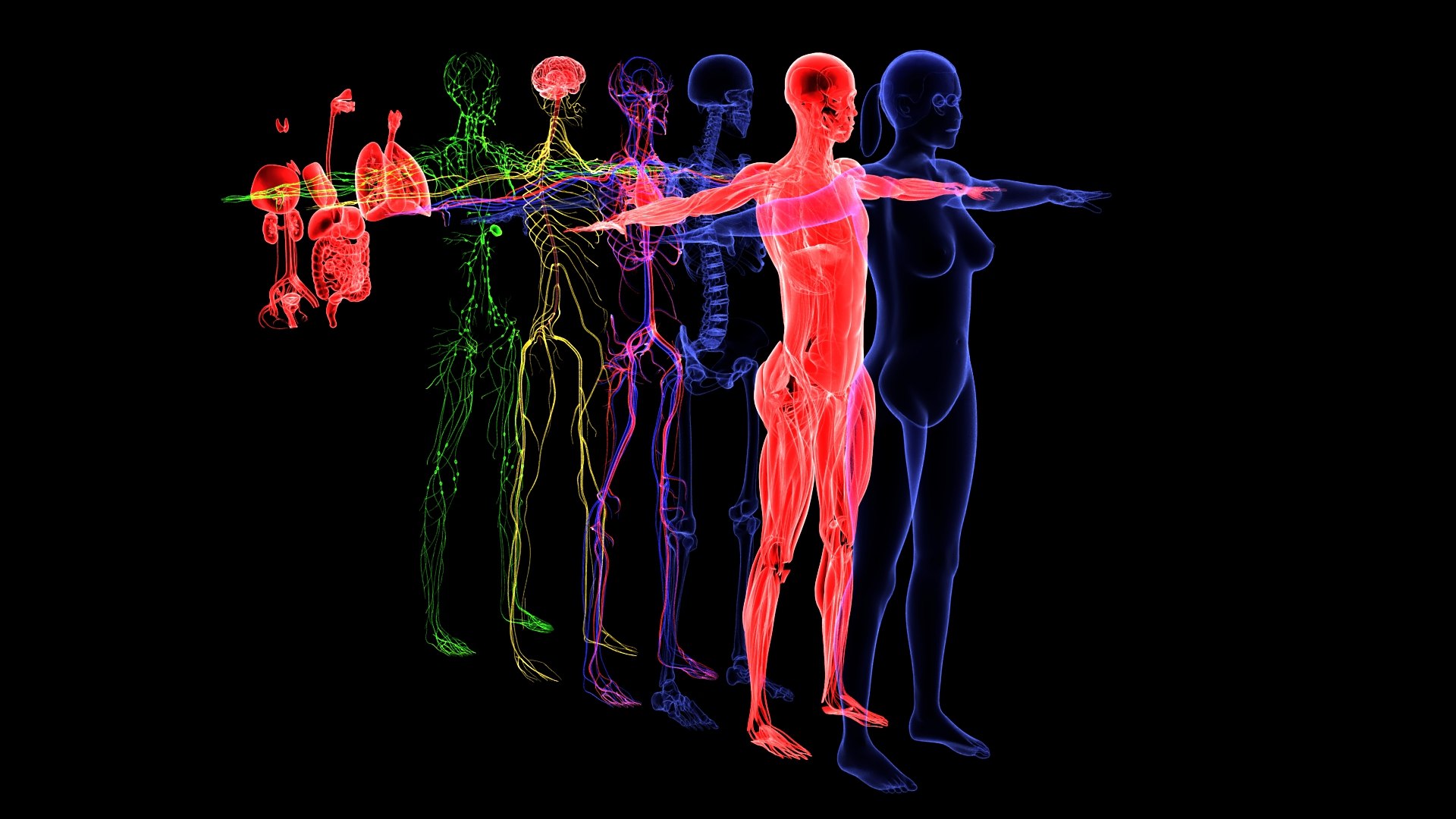 3D Complete Female Anatomy Blue and Orange Transparent 3D Model https://p.turbosquid.com/ts-thumb/6D/uXGYz1/nD/006/jpg/1753805356/1920x1080/fit_q87/405dcd98f503b479549094fde737816967012a6f/006.jpg