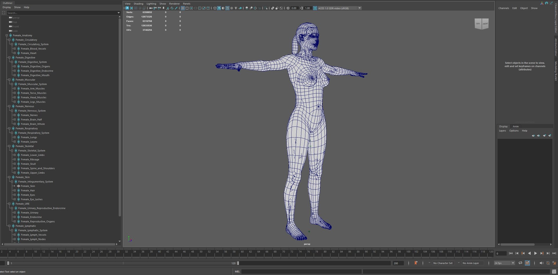 3D Complete Female Anatomy Blue and Orange Transparent 3D Model https://p.turbosquid.com/ts-thumb/6D/uXGYz1/np/4/jpg/1753805588/1920x1080/fit_q87/af2085f468999131049a4100fd6f8bdffb0fcbbb/4.jpg