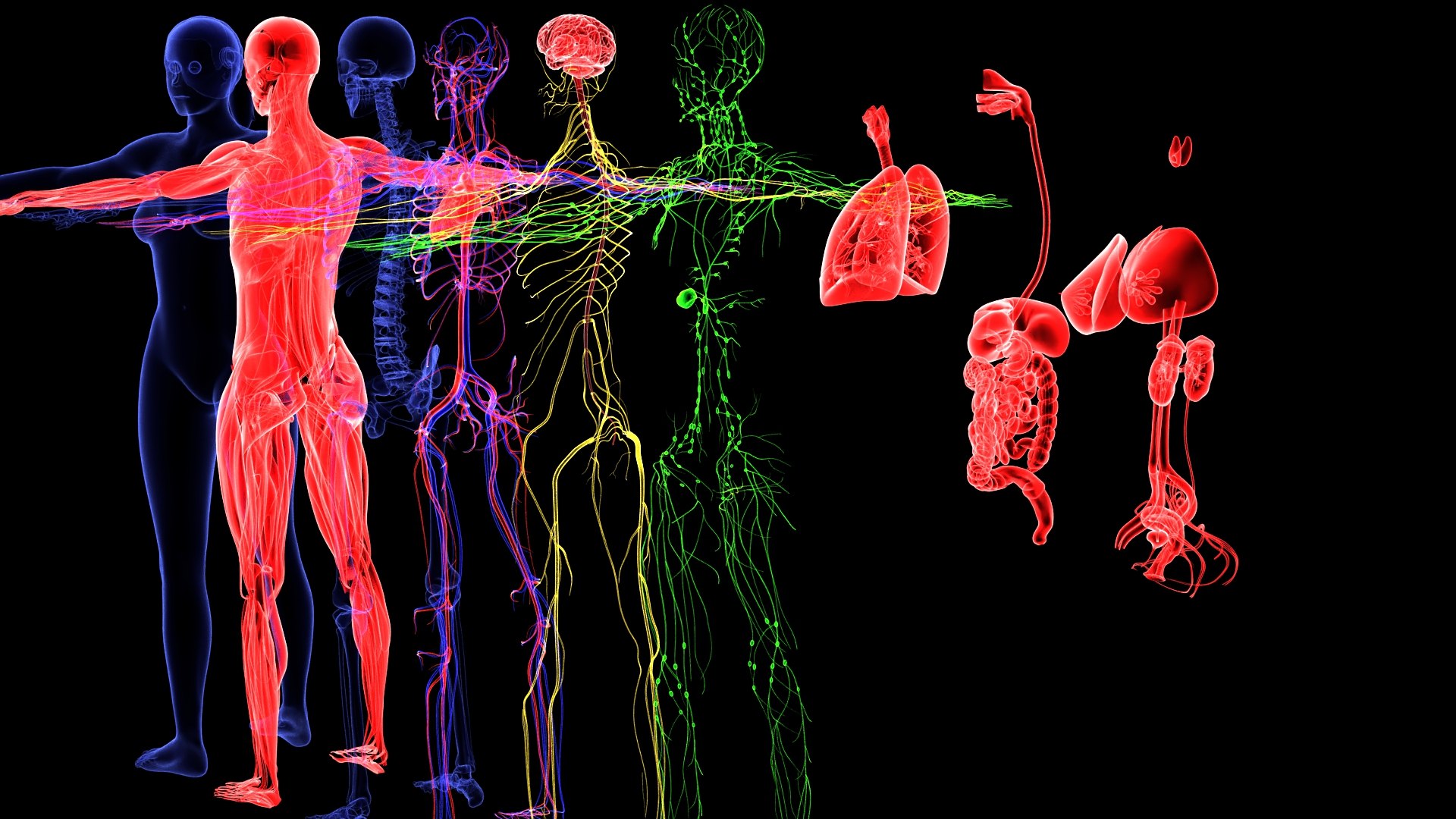 3D Complete Female Anatomy Blue and Orange Transparent 3D Model https://p.turbosquid.com/ts-thumb/6D/uXGYz1/nz/003/jpg/1753805355/1920x1080/fit_q87/5e515a61b8c843e15dd861d346a0b269e59eefd1/003.jpg