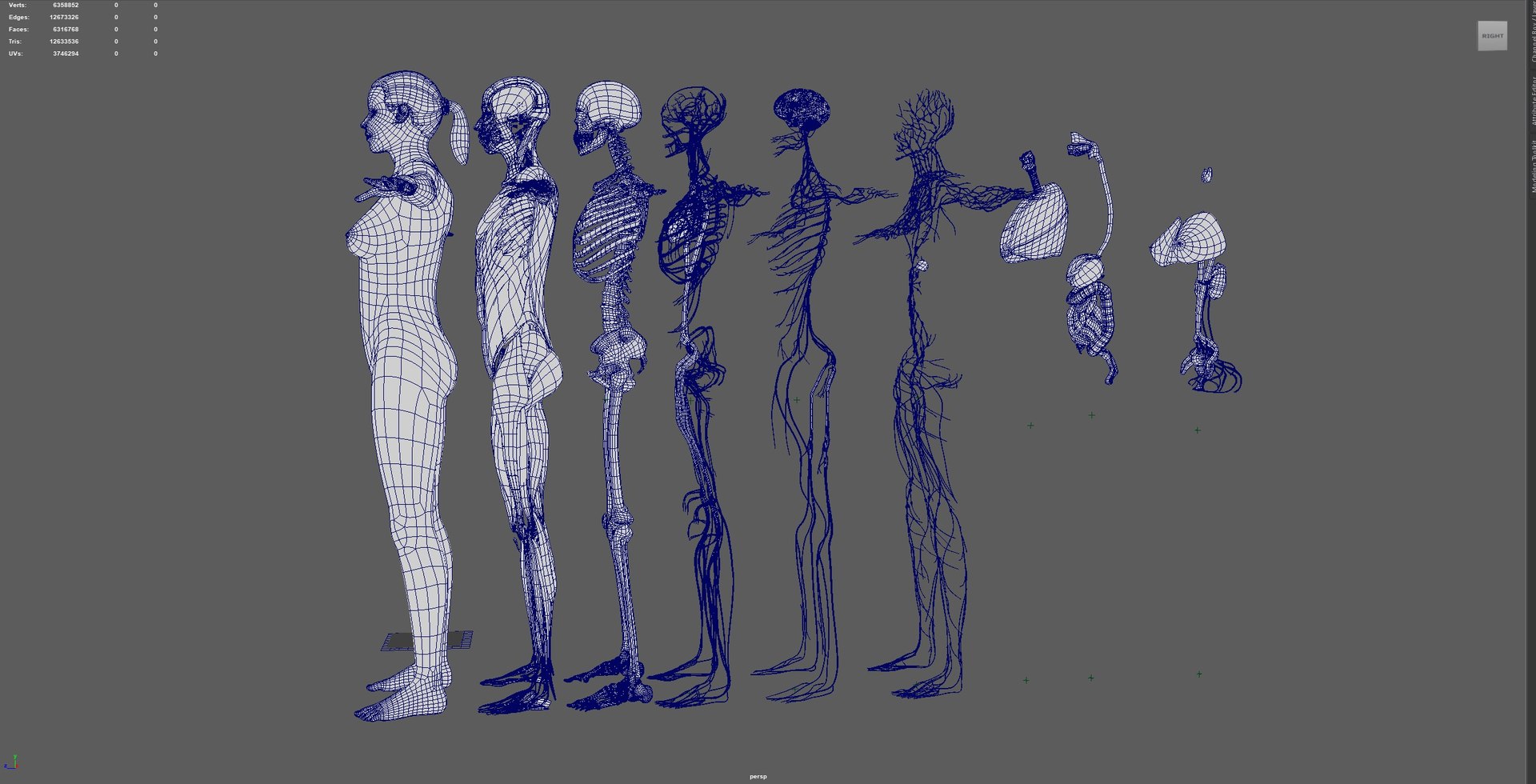 3D Complete Female Anatomy Blue and Orange Transparent 3D Model https://p.turbosquid.com/ts-thumb/6D/uXGYz1/o3/5/jpg/1753805588/1920x1080/fit_q87/602ca71454823997b2615d1297f63e118809377a/5.jpg