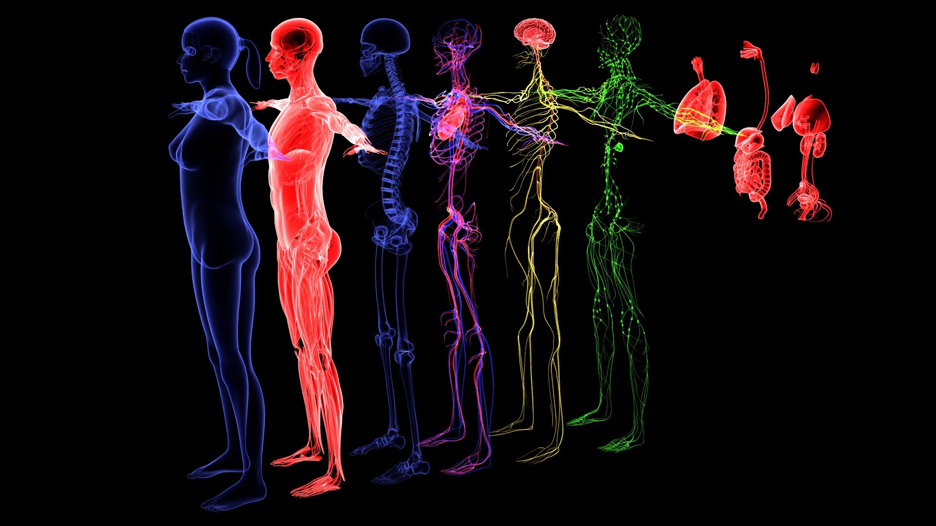 3D Complete Female Anatomy Blue and Orange Transparent 3D Model https://p.turbosquid.com/ts-thumb/6D/uXGYz1/qn/008/jpg/1753805357/1920x1080/fit_q87/656f398d2989782b6b6c8909d4b49aca41a043b0/008.jpg