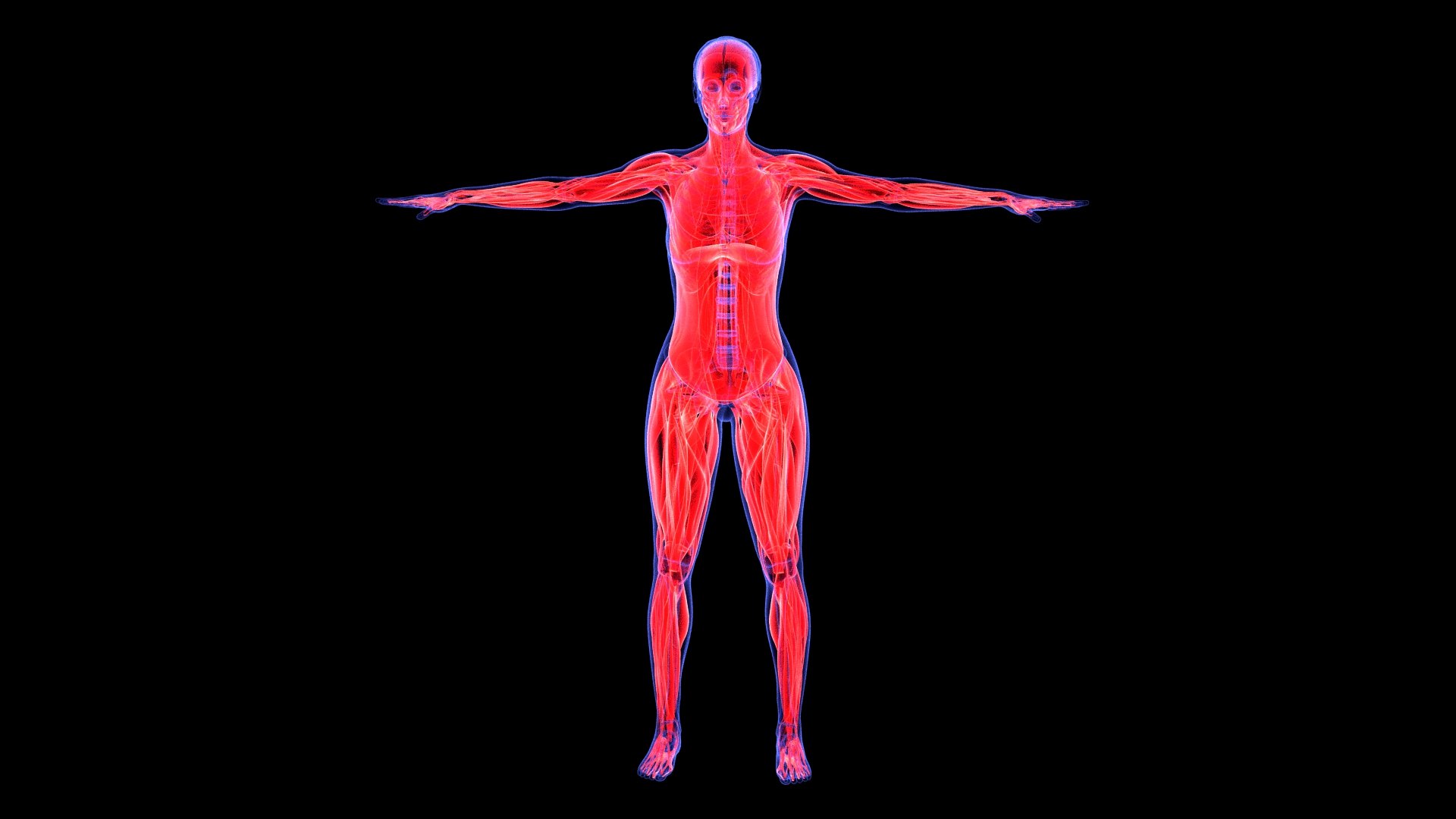 3D Complete Female Anatomy Blue and Orange Transparent 3D Model https://p.turbosquid.com/ts-thumb/6D/uXGYz1/r7/female_anatomy.175/jpg/1753805360/1920x1080/fit_q87/da6dba3e4799fe3f8f743bc89fe9840867246081/female_anatomy.175.jpg