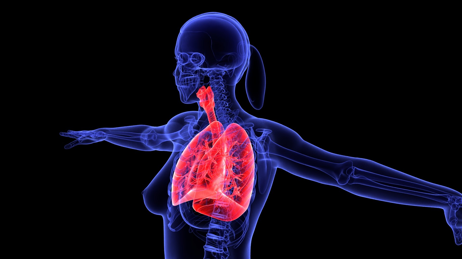 3D Complete Female Anatomy Blue and Orange Transparent 3D Model https://p.turbosquid.com/ts-thumb/6D/uXGYz1/rU/female_anatomy.199/jpg/1753805372/1920x1080/fit_q87/1109765da6c1dd79bce42e6927d8848ec616e4b0/female_anatomy.199.jpg