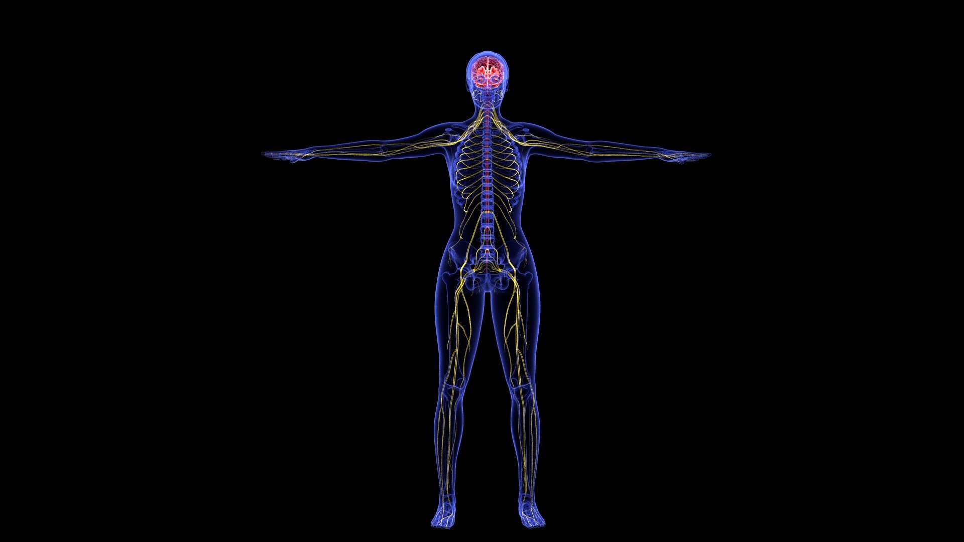 3D Complete Female Anatomy Blue and Orange Transparent 3D Model https://p.turbosquid.com/ts-thumb/6D/uXGYz1/sK/female_anatomy.189/jpg/1753805367/1920x1080/fit_q87/5df1cb3b01b6946b81005981f2b68916cf1da943/female_anatomy.189.jpg