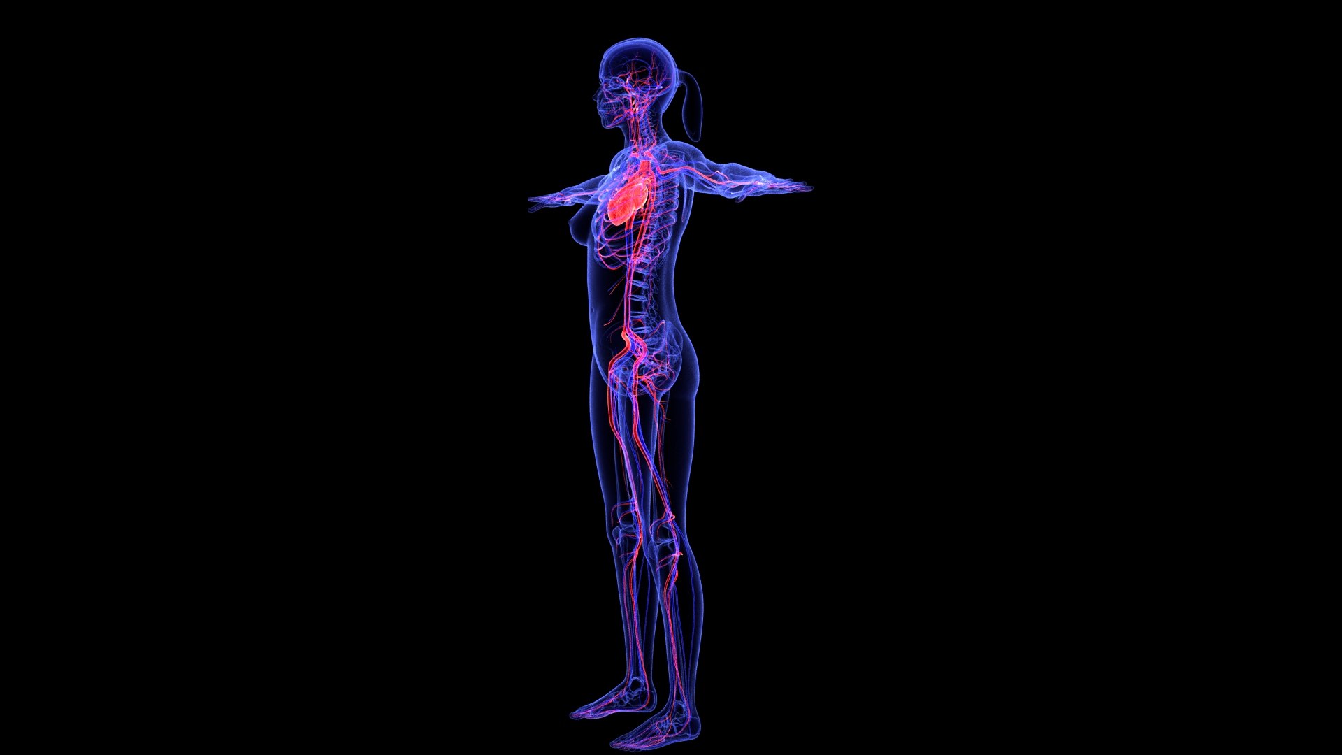 3D Complete Female Anatomy Blue and Orange Transparent 3D Model https://p.turbosquid.com/ts-thumb/6D/uXGYz1/sd/female_anatomy.179/jpg/1753805362/1920x1080/fit_q87/8cce9a732ed244267235eb7c05839e65f4bfbde4/female_anatomy.179.jpg