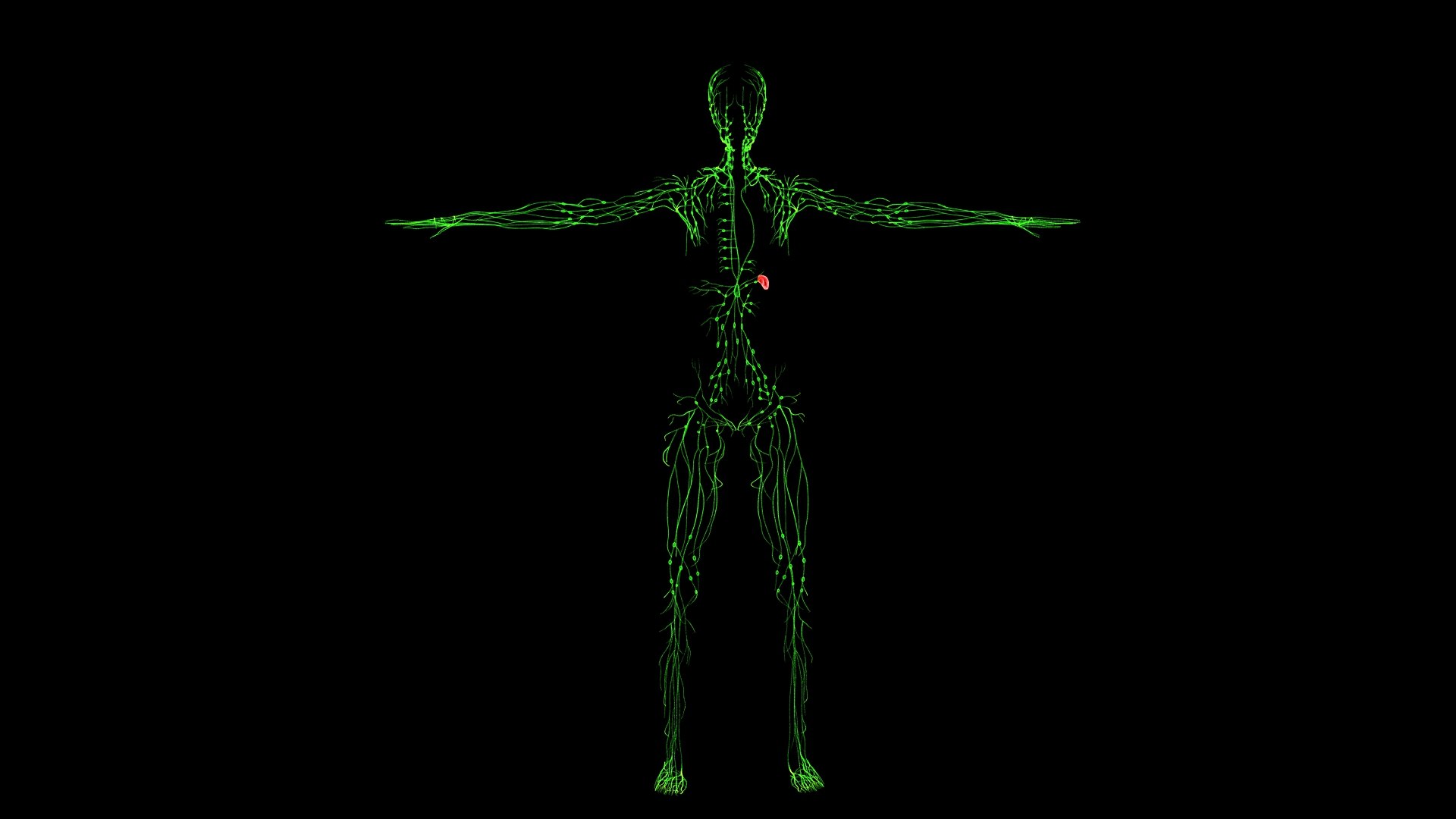 3D Complete Female Anatomy Blue and Orange Transparent 3D Model https://p.turbosquid.com/ts-thumb/6D/uXGYz1/ym/female_anatomy.222/jpg/1753805385/1920x1080/fit_q87/9f522fc3cb691225905cbeca1b777de219c29b8d/female_anatomy.222.jpg