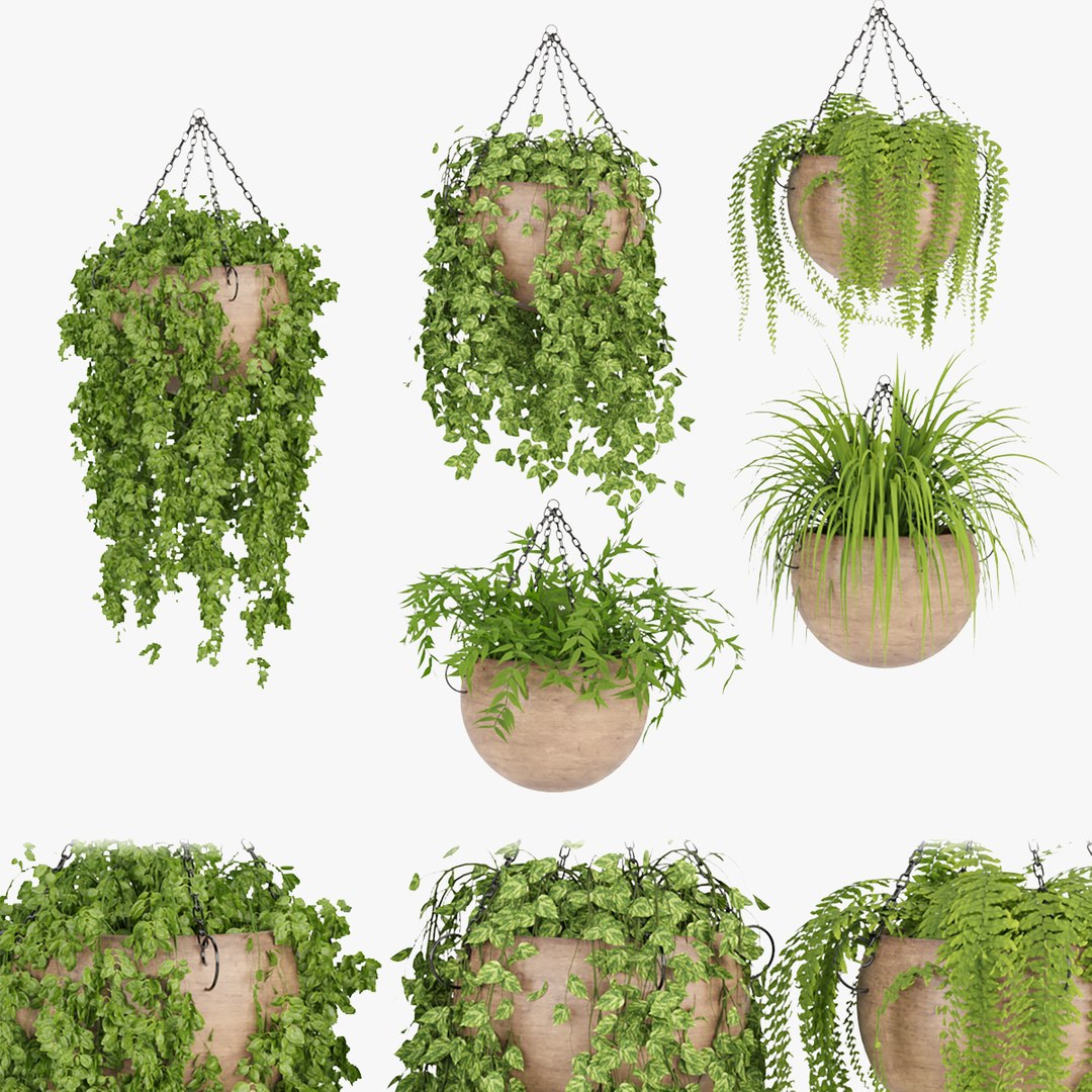Hanging Plant Indoor Collection Vol 41 Model TurboSquid 1951521